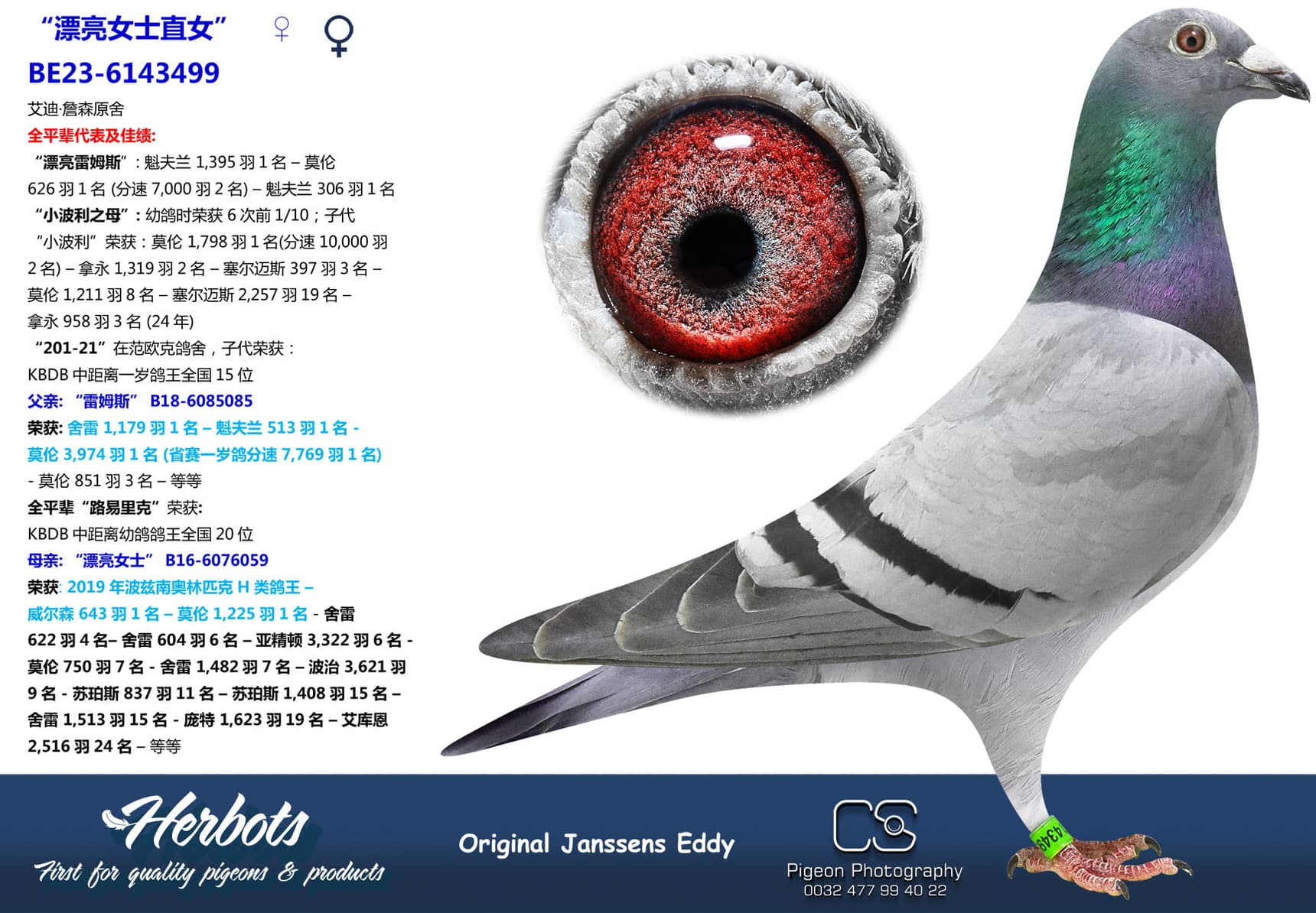 pigeon: undefined
