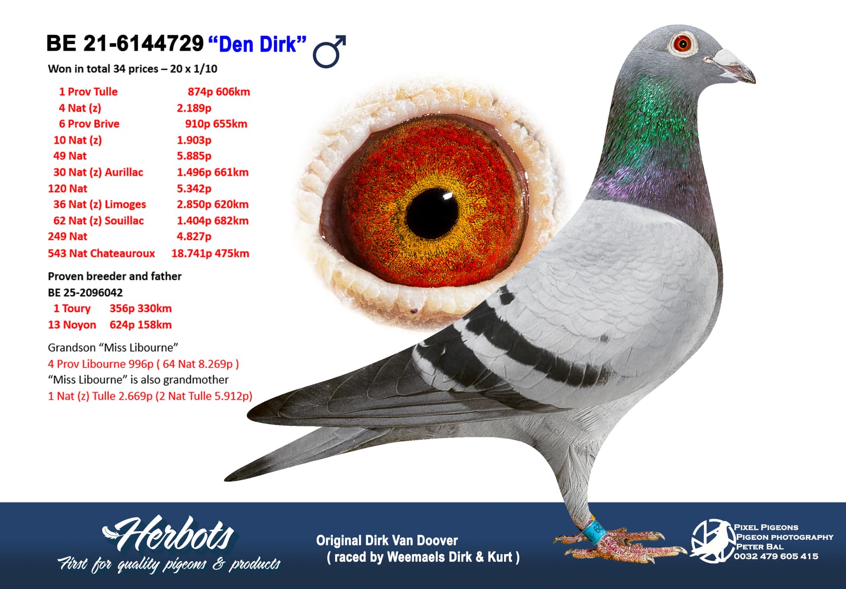 pigeon: undefined