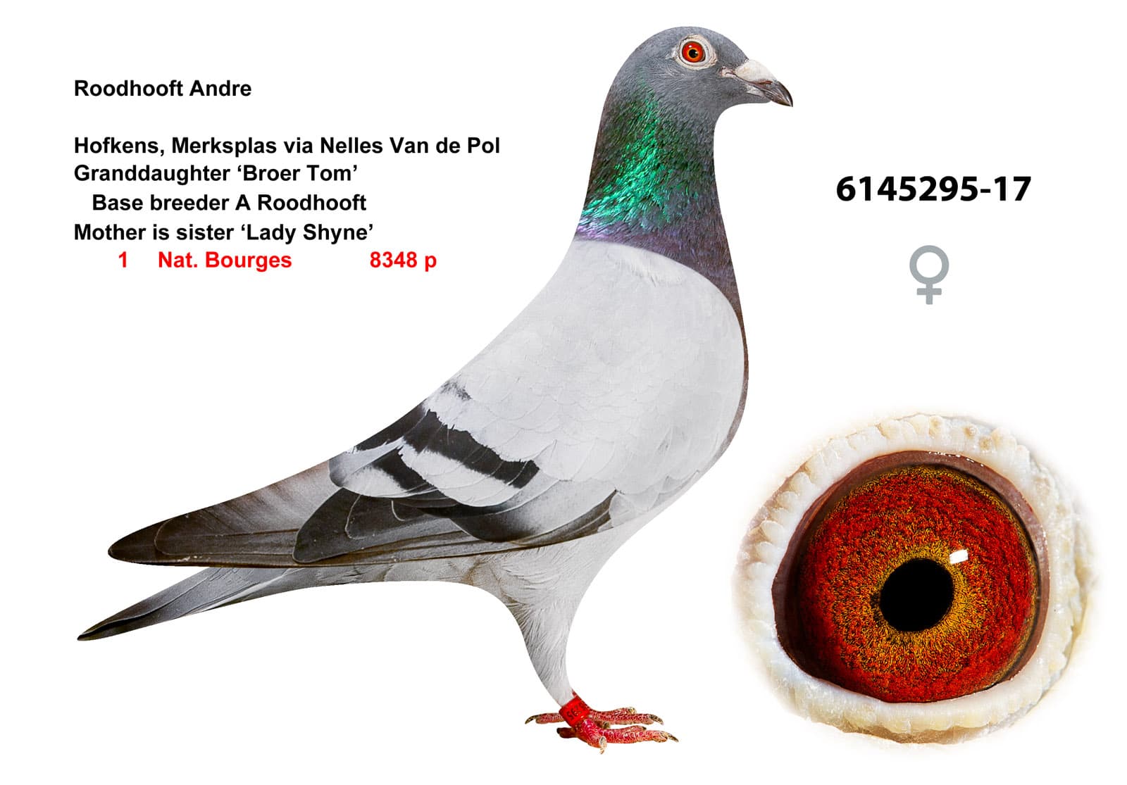 pigeon: undefined