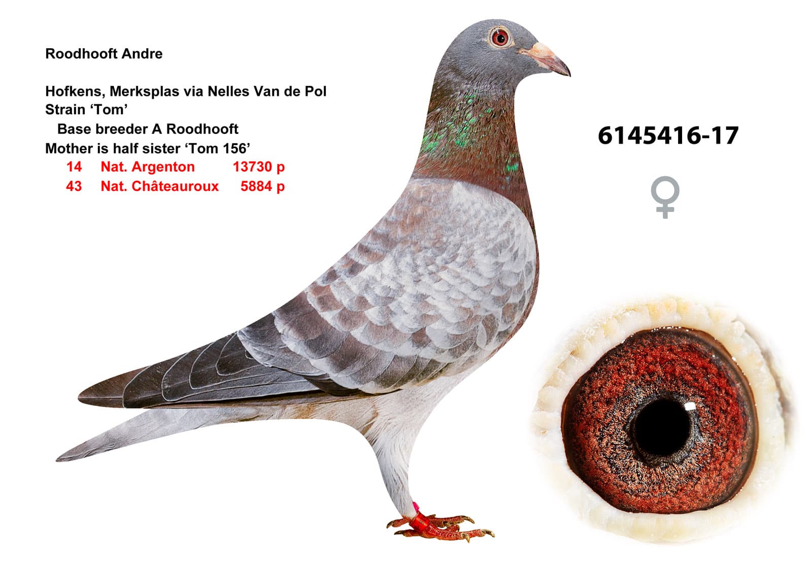 pigeon: undefined