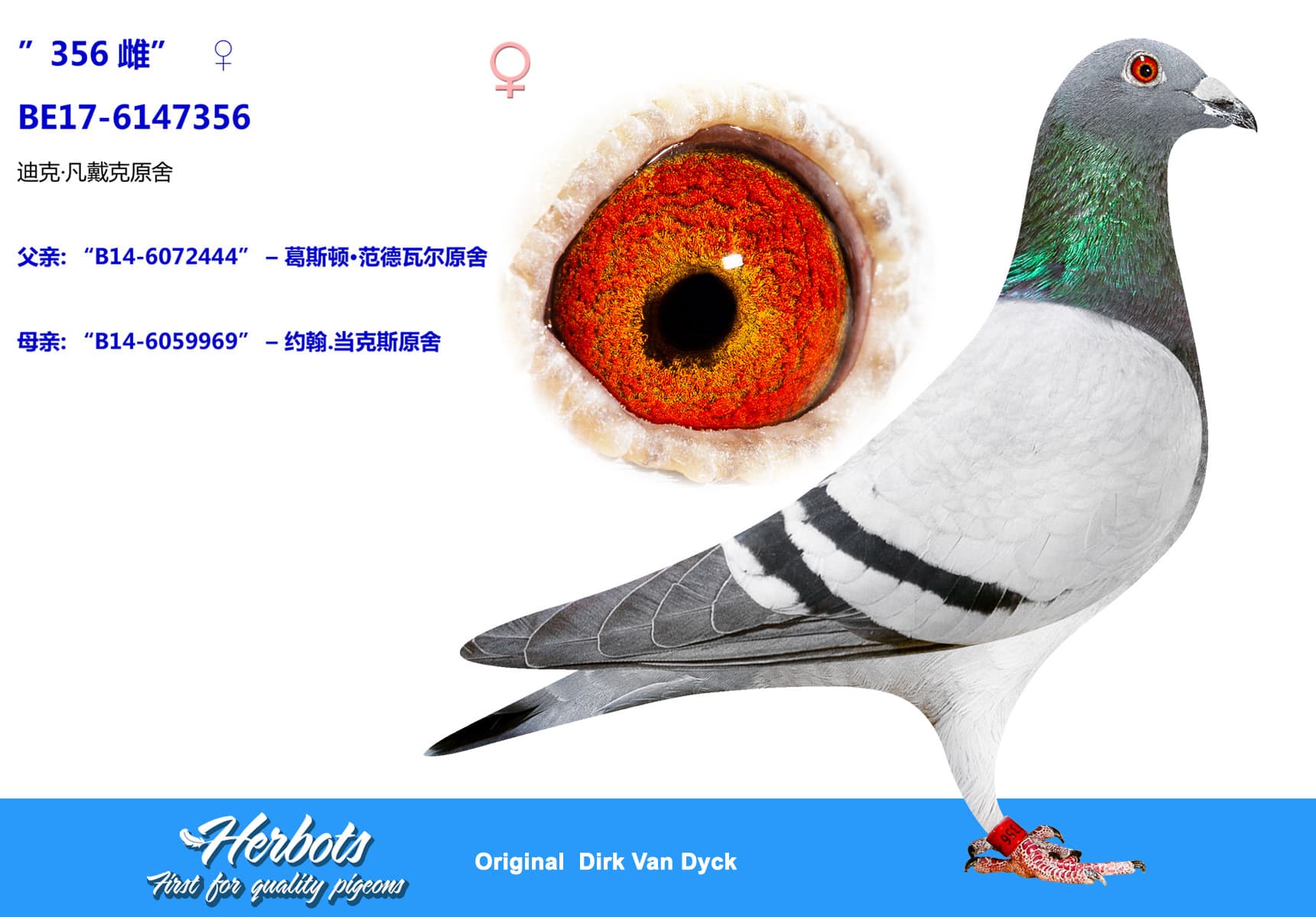 pigeon: undefined