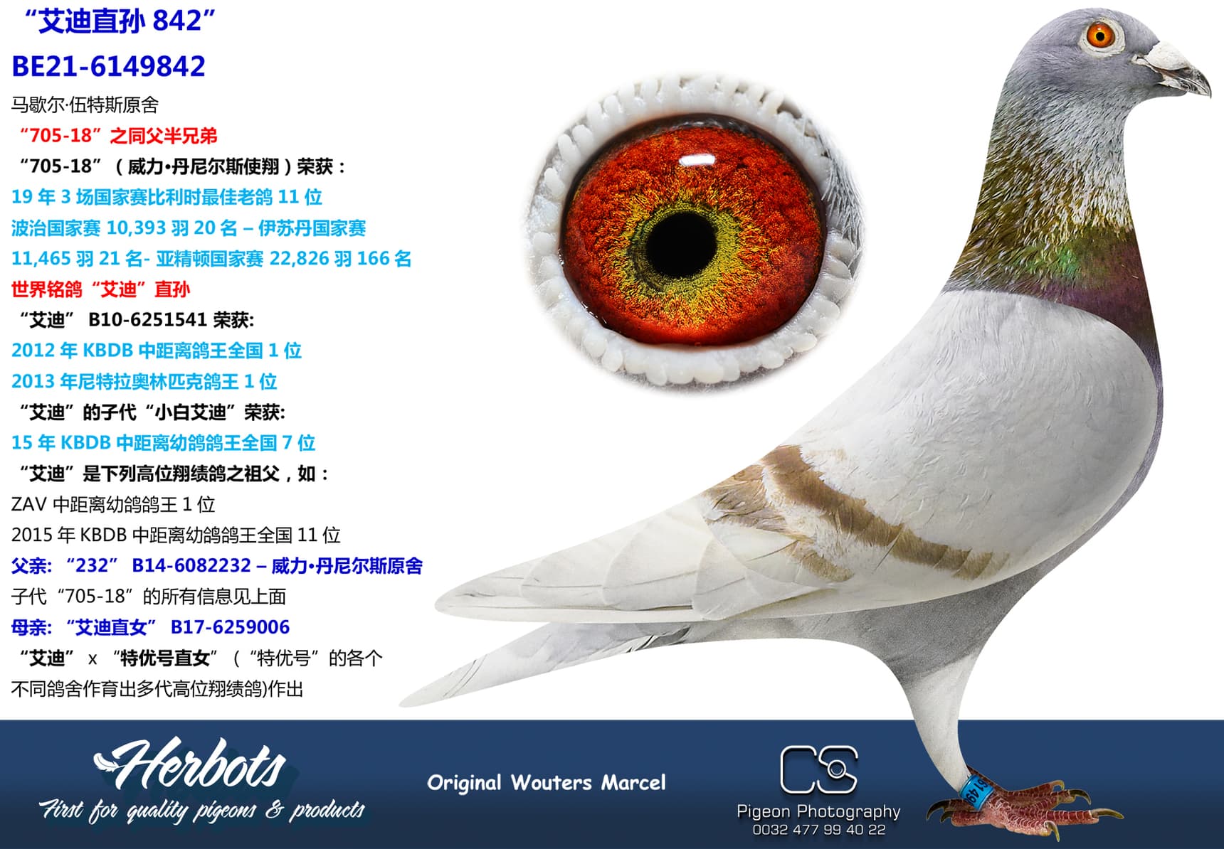 pigeon: undefined