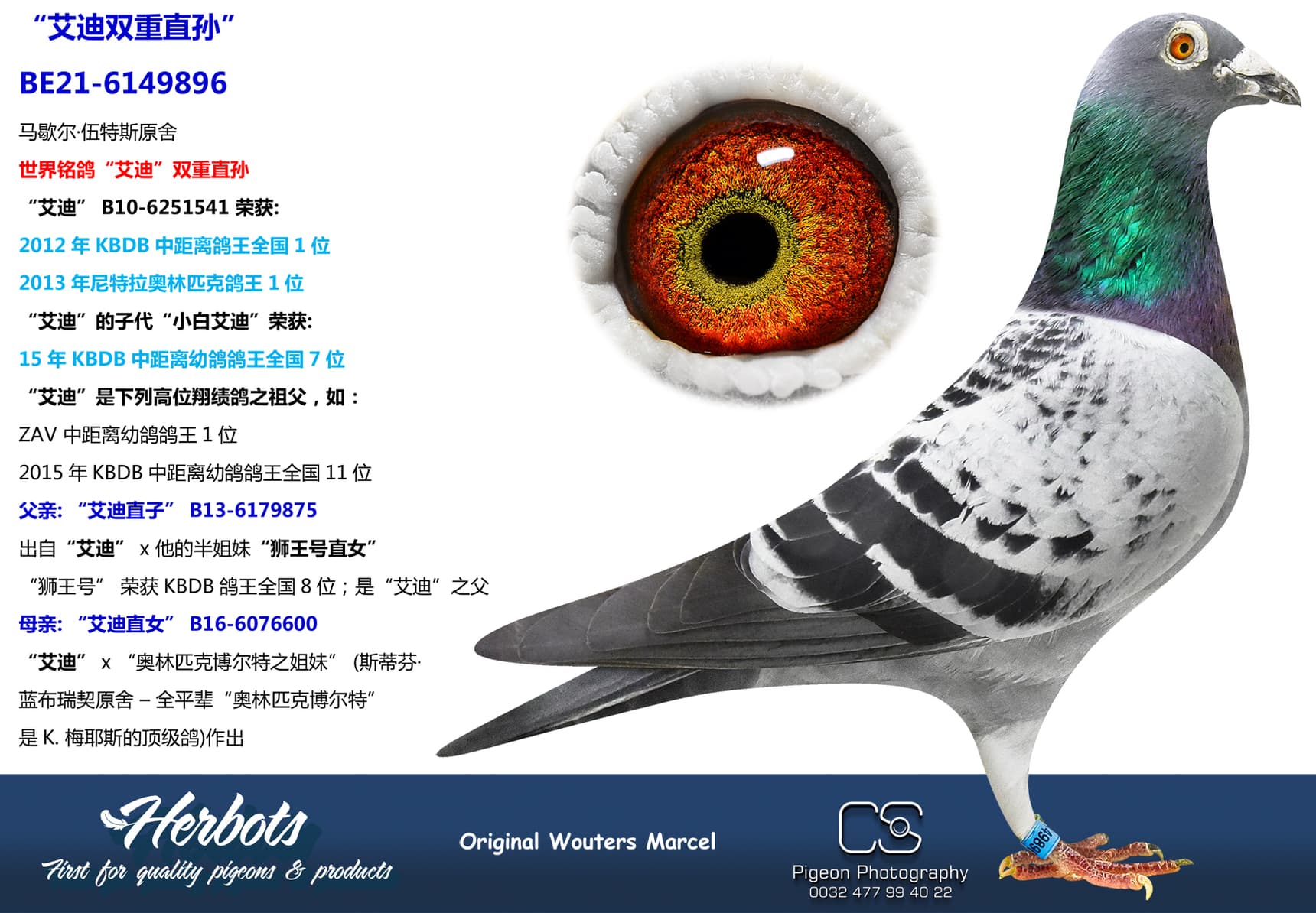 pigeon: undefined