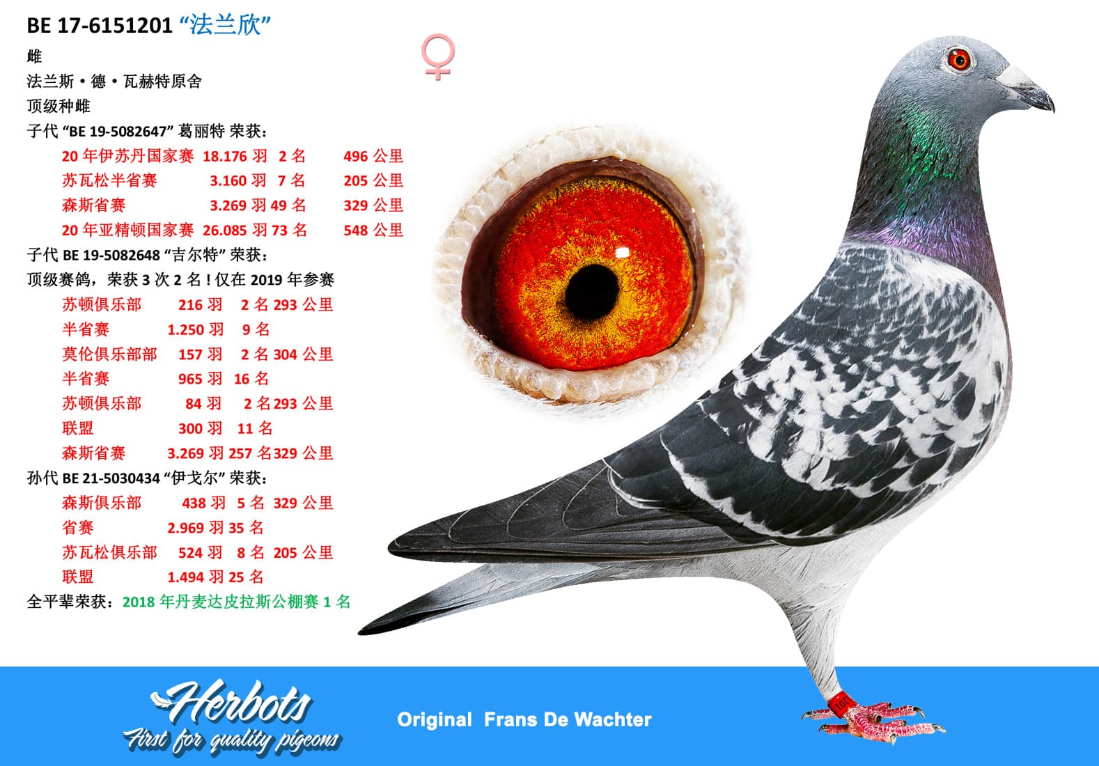 pigeon: “法兰欣”