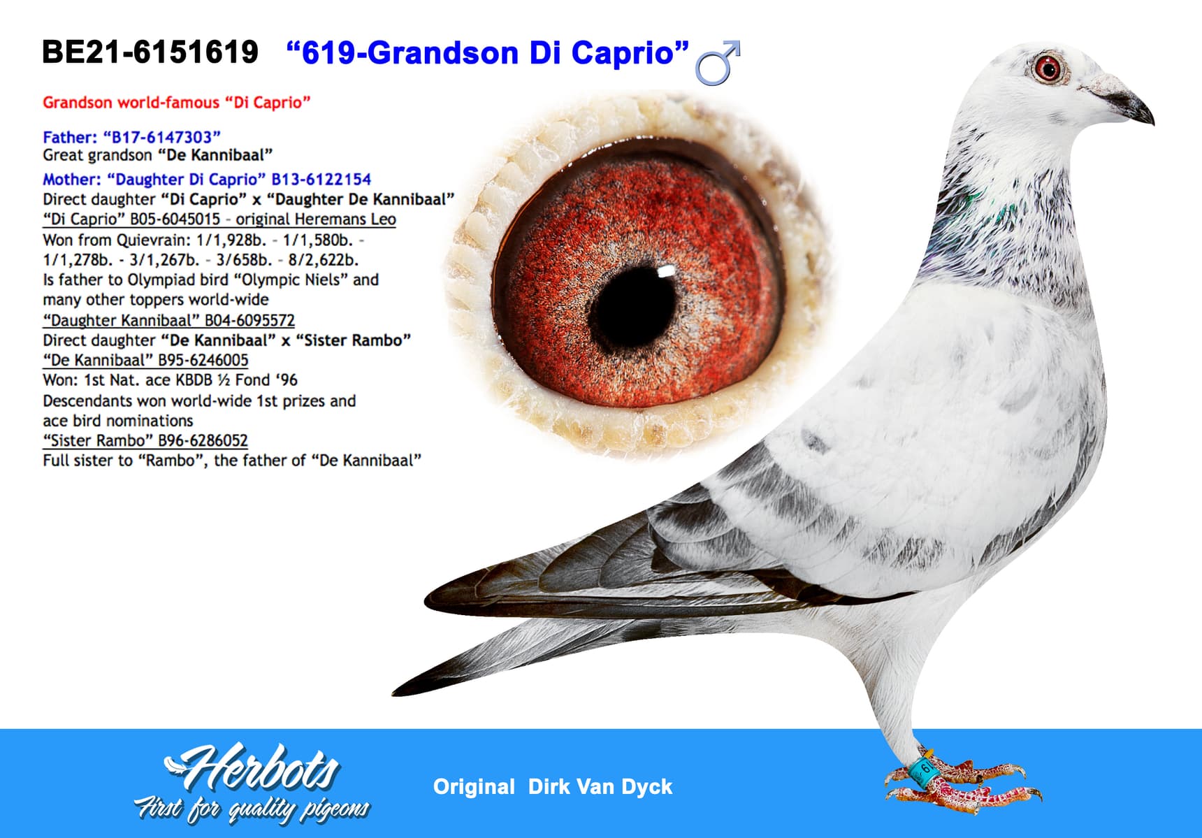 pigeon: undefined