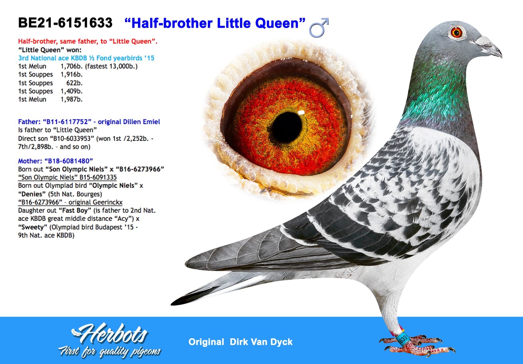 pigeon: undefined