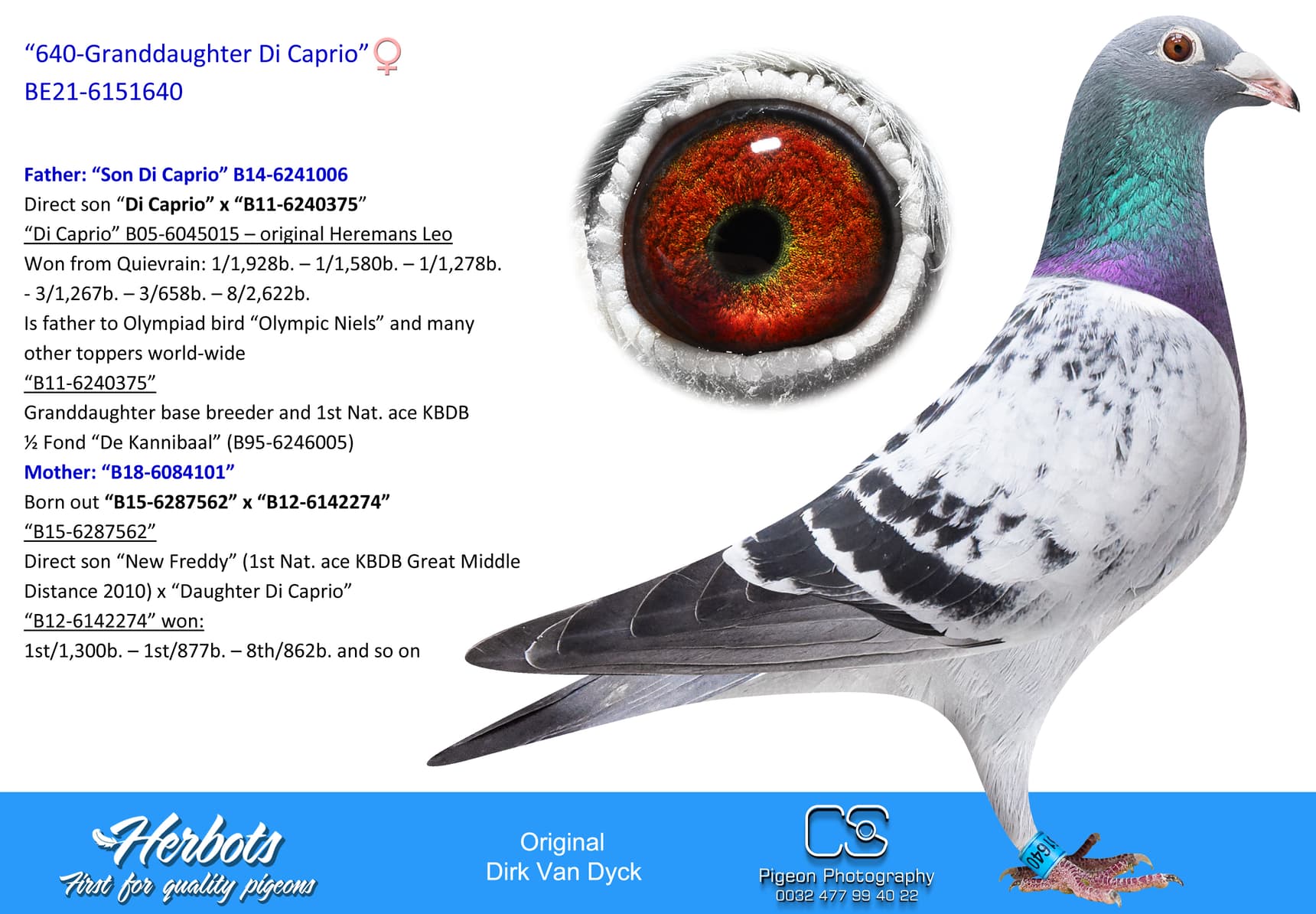 pigeon: undefined