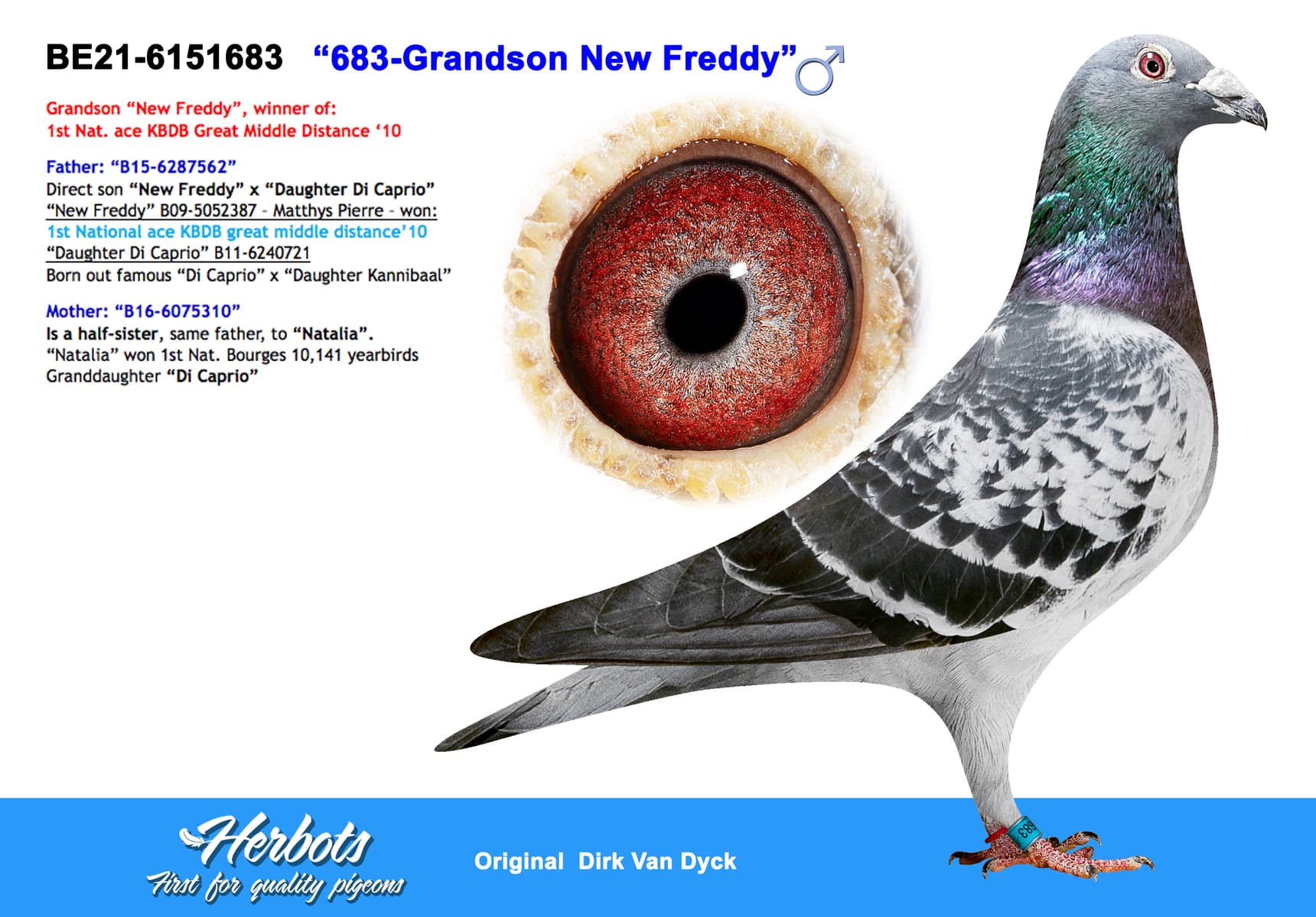 pigeon: undefined