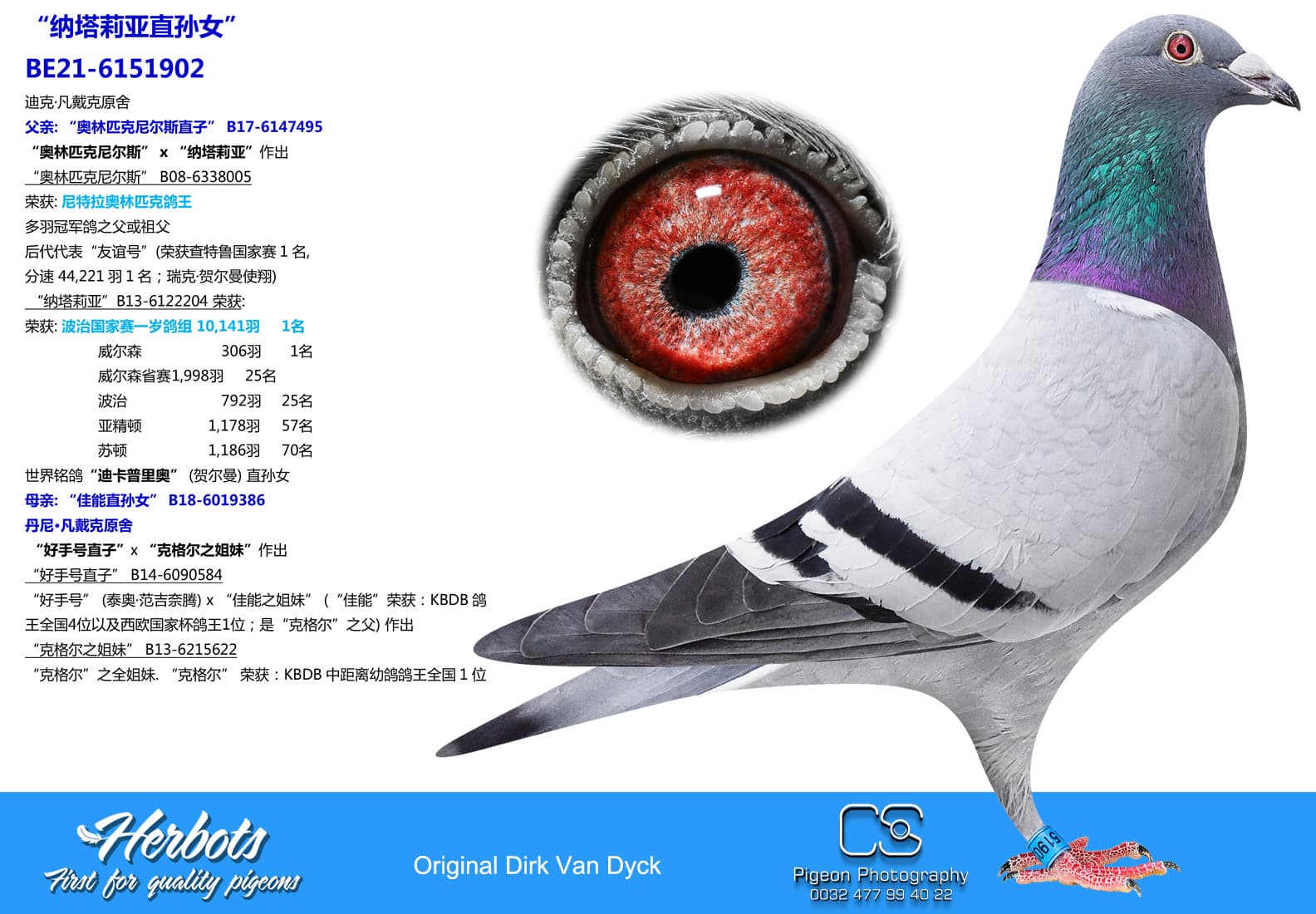 pigeon: undefined