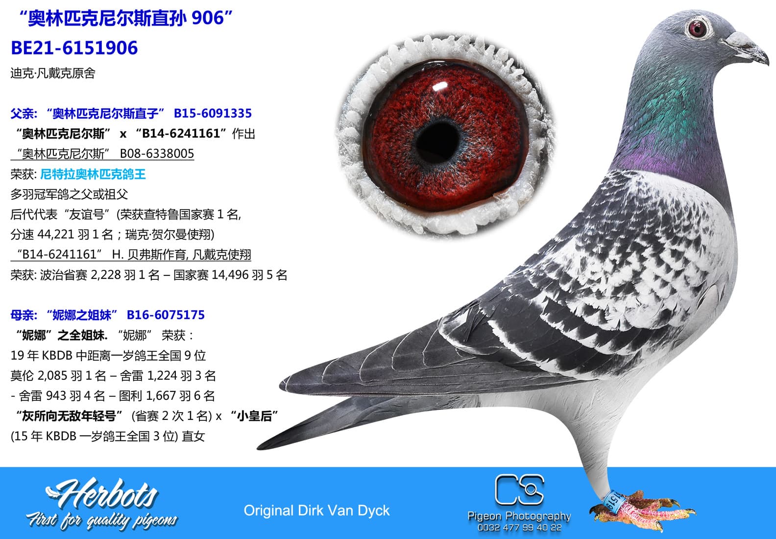 pigeon: undefined
