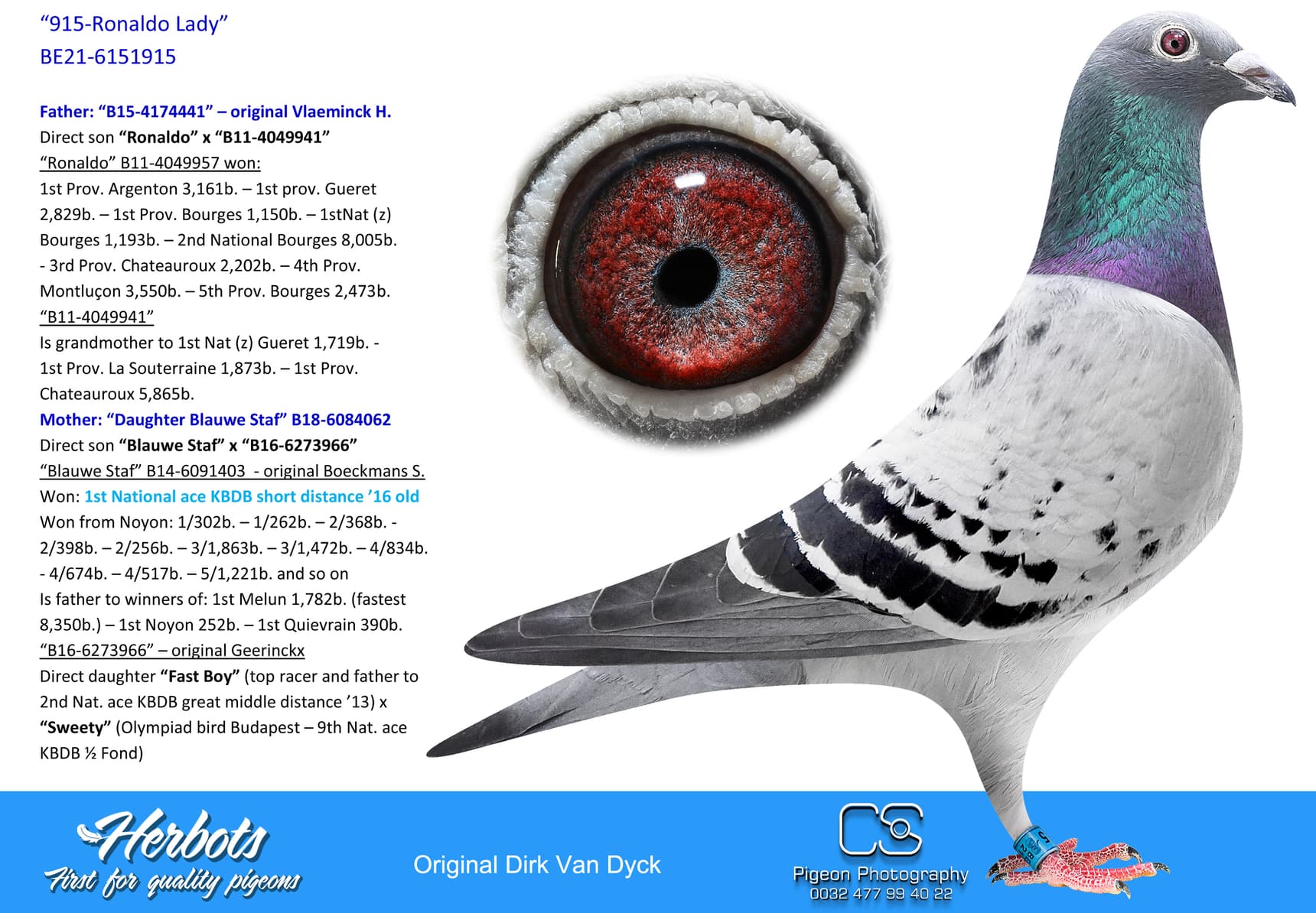 pigeon: undefined