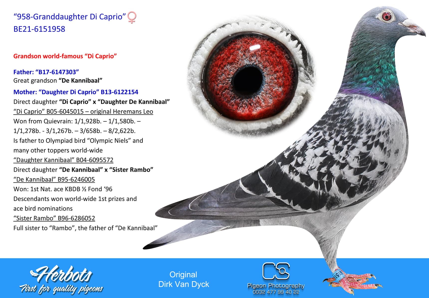 pigeon: undefined