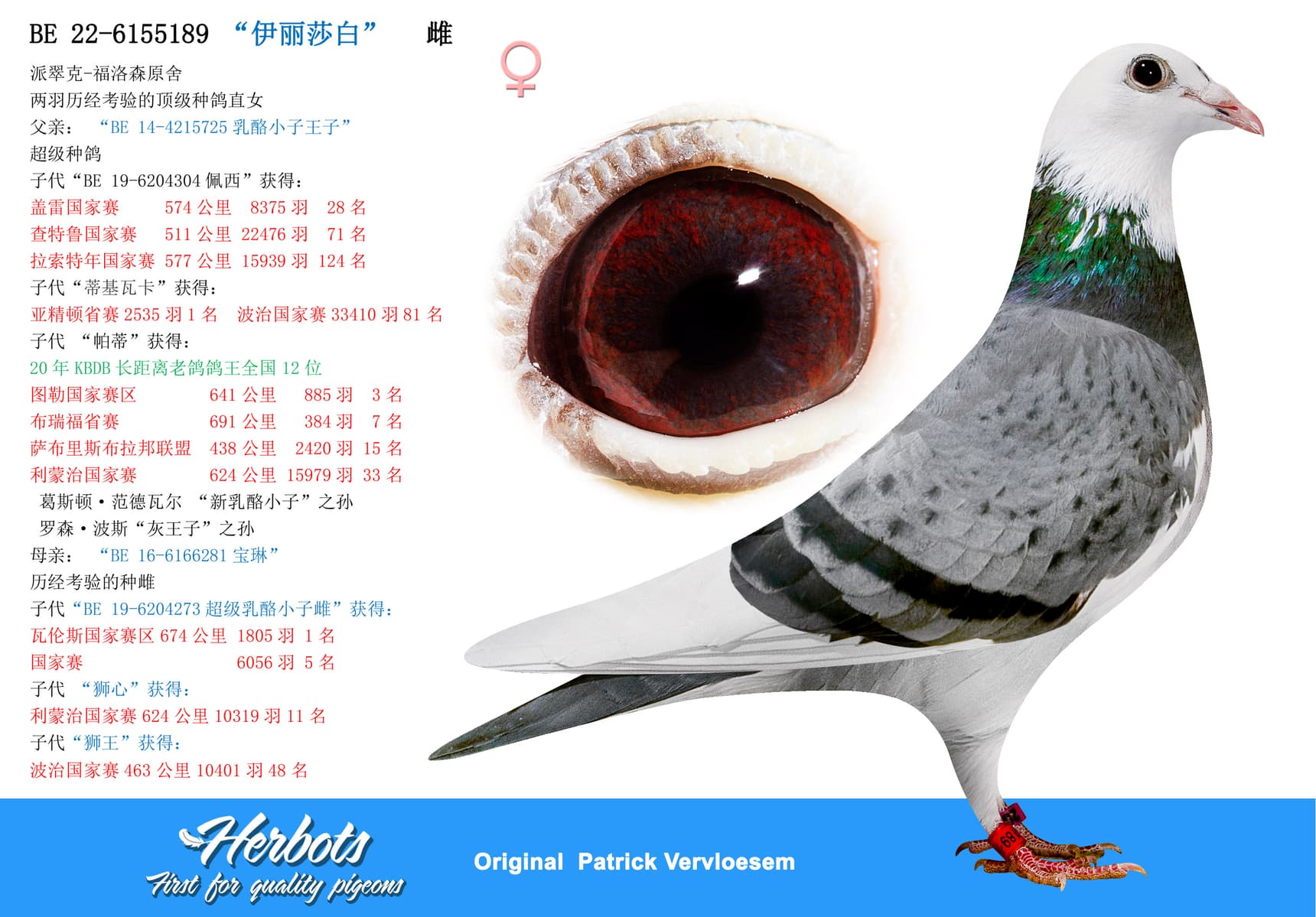 pigeon: undefined