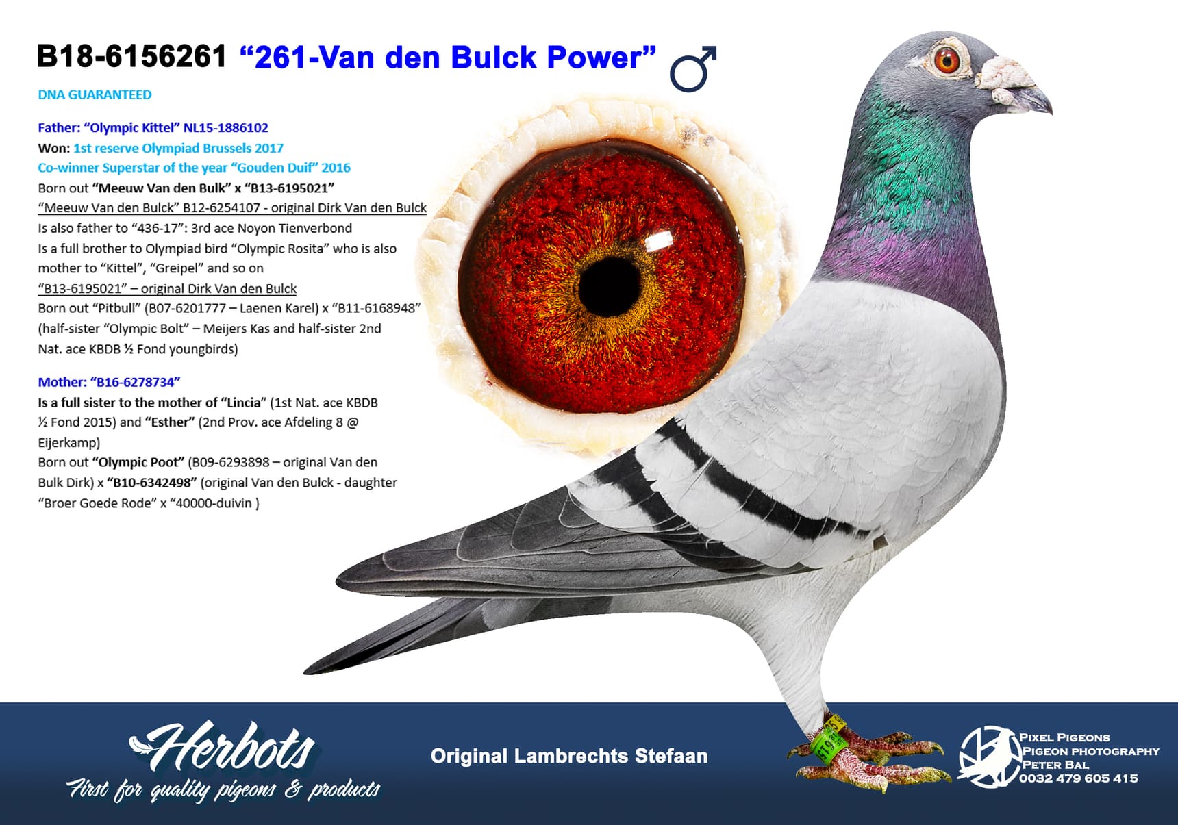 pigeon: undefined