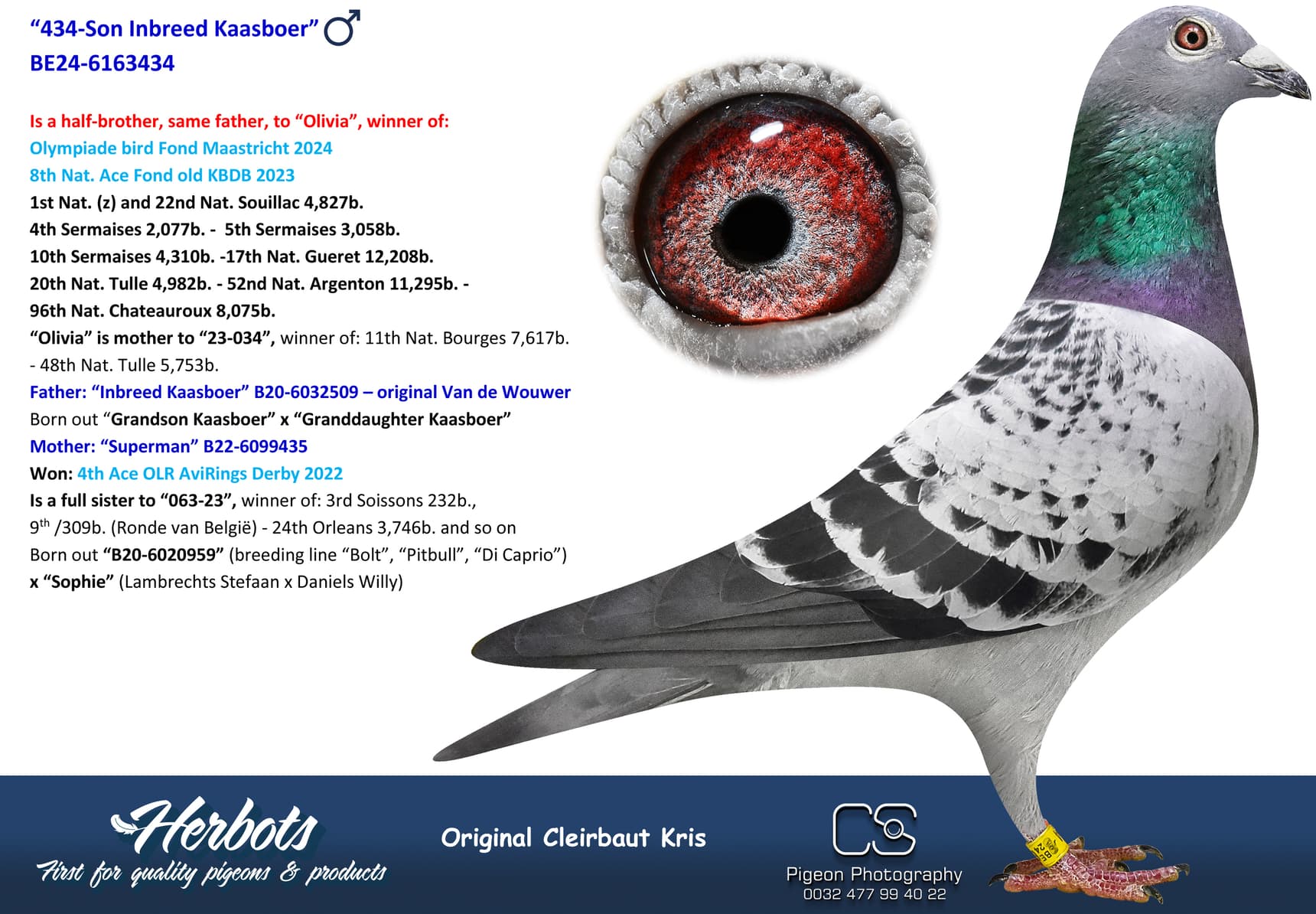 pigeon: undefined