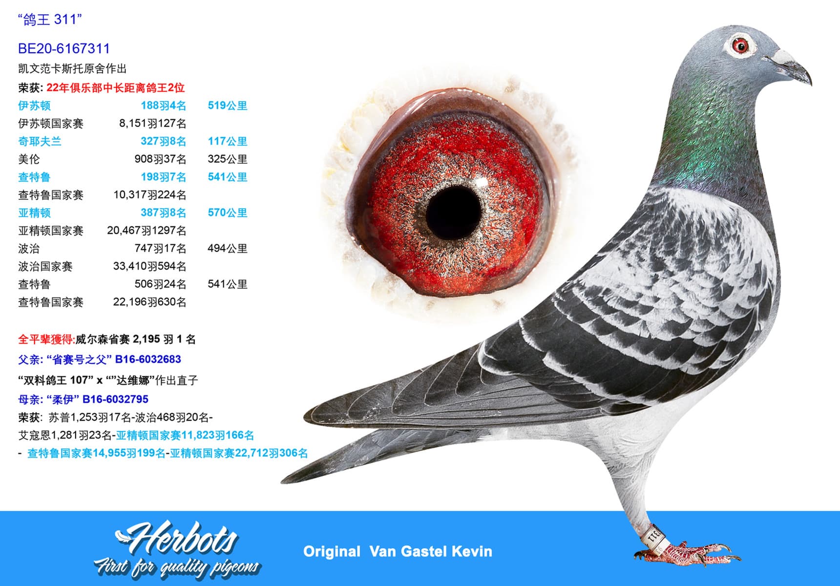 pigeon: undefined