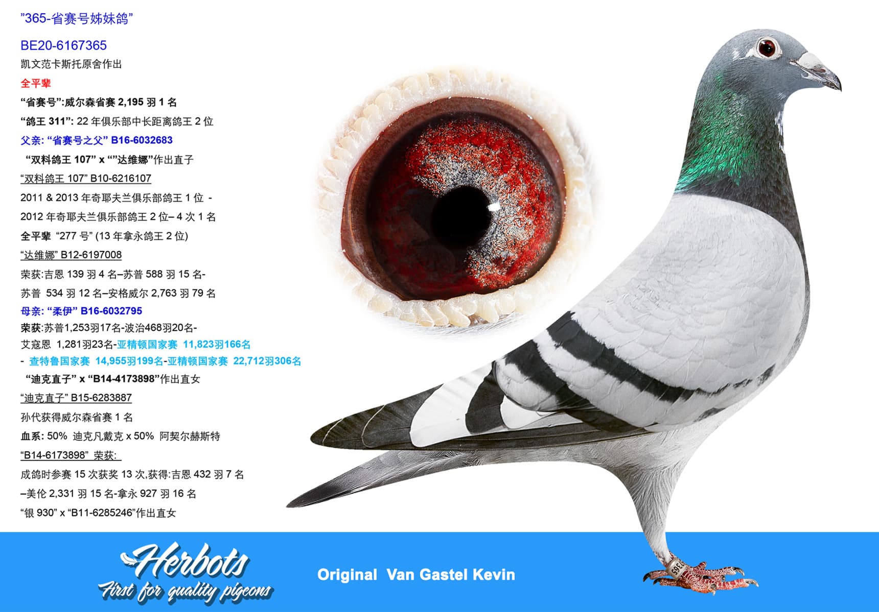 pigeon: undefined
