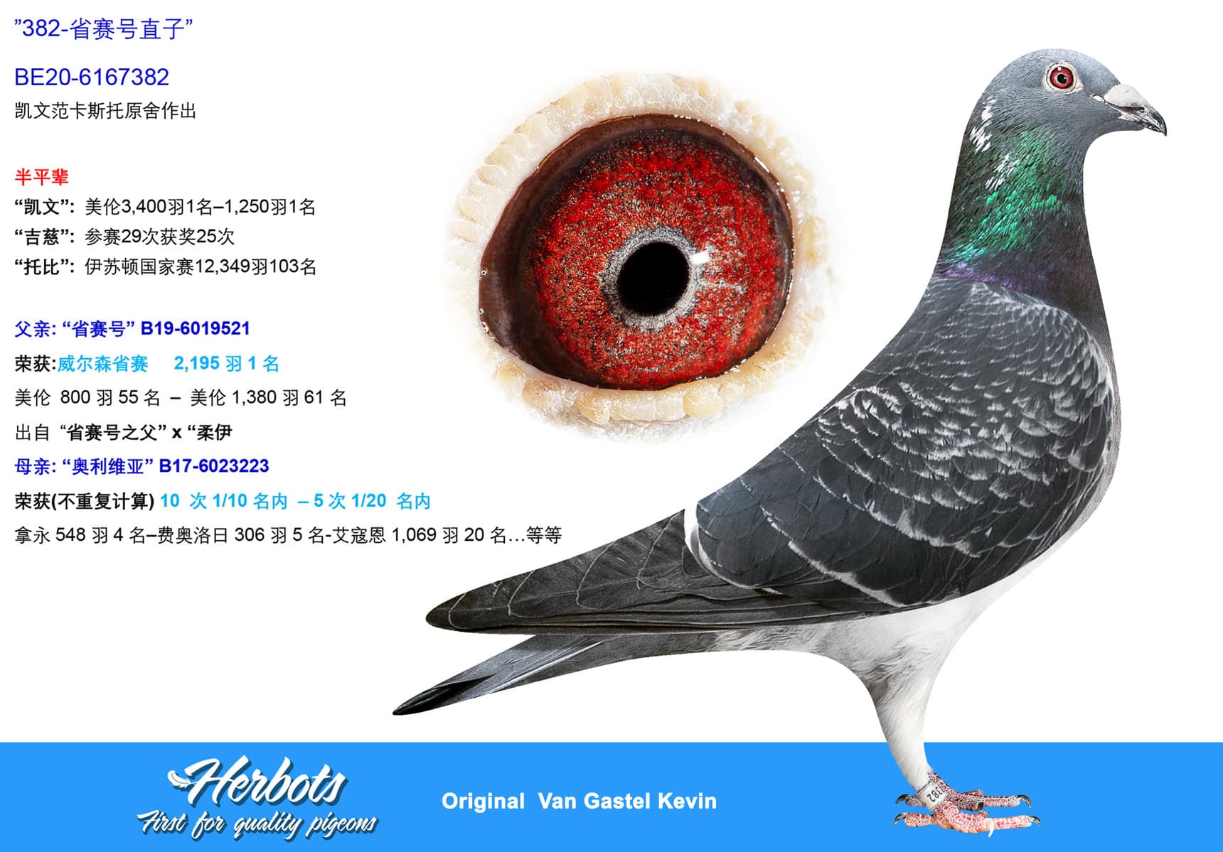 pigeon: undefined
