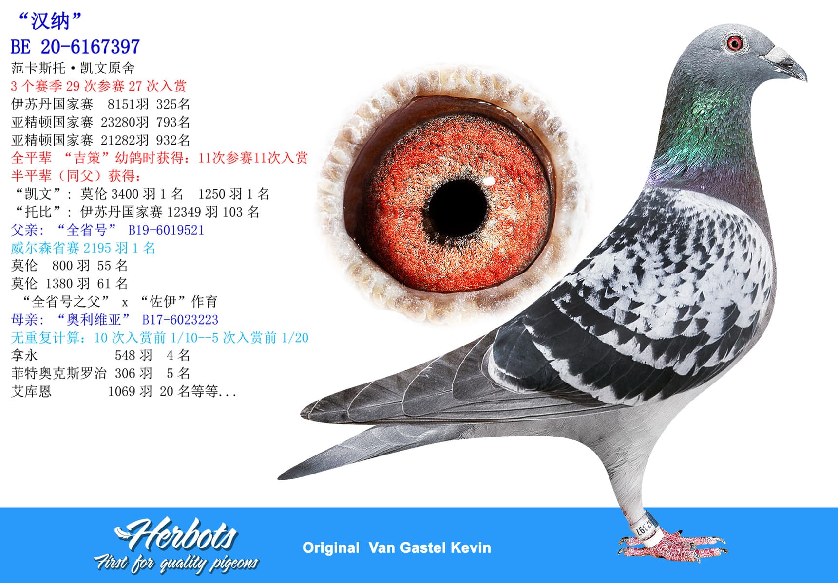 pigeon: undefined