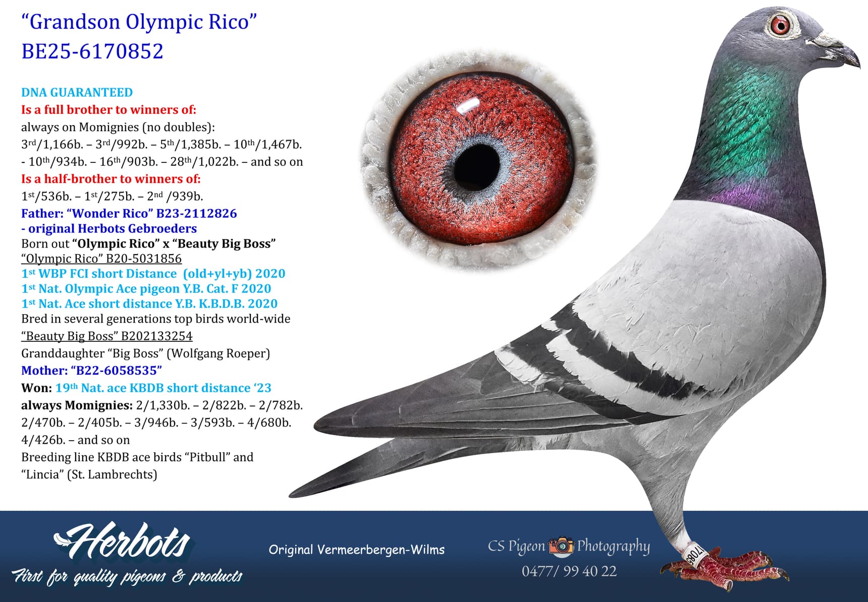 pigeon: undefined