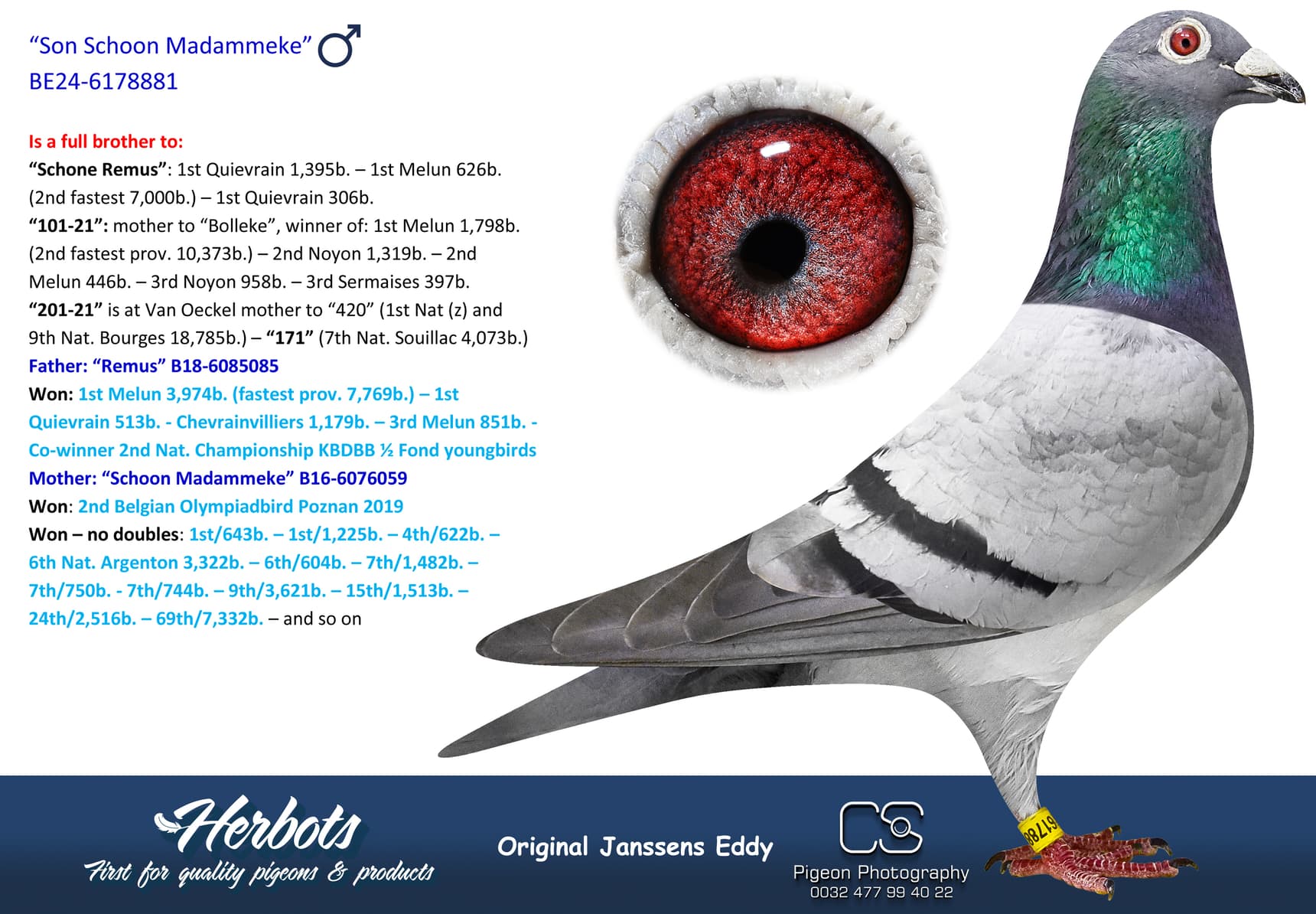 pigeon: undefined