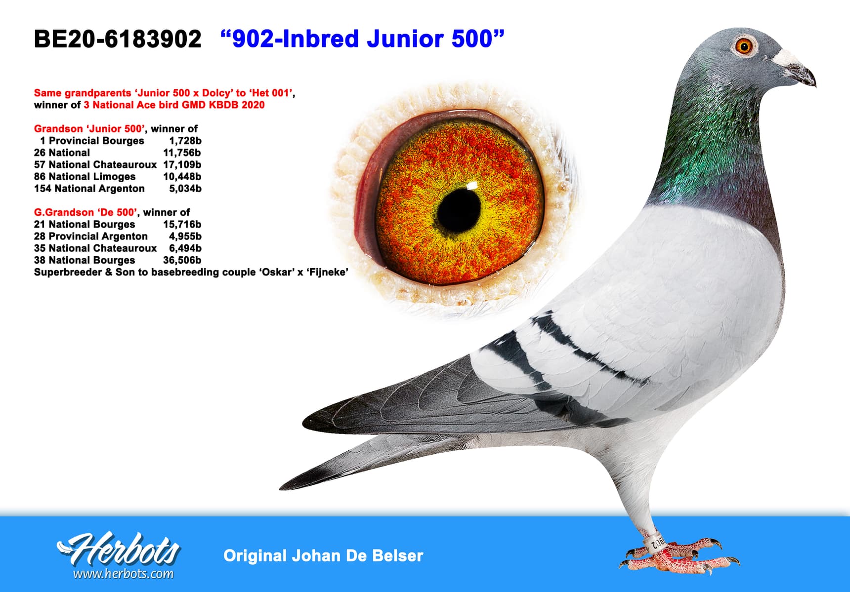 pigeon: undefined