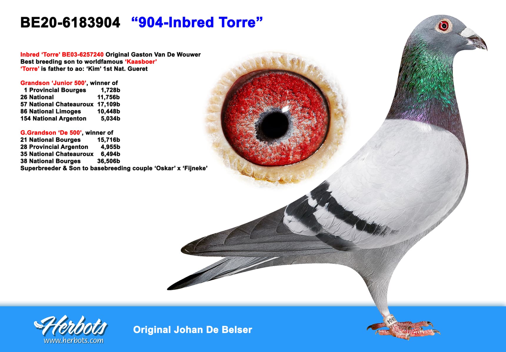 pigeon: undefined