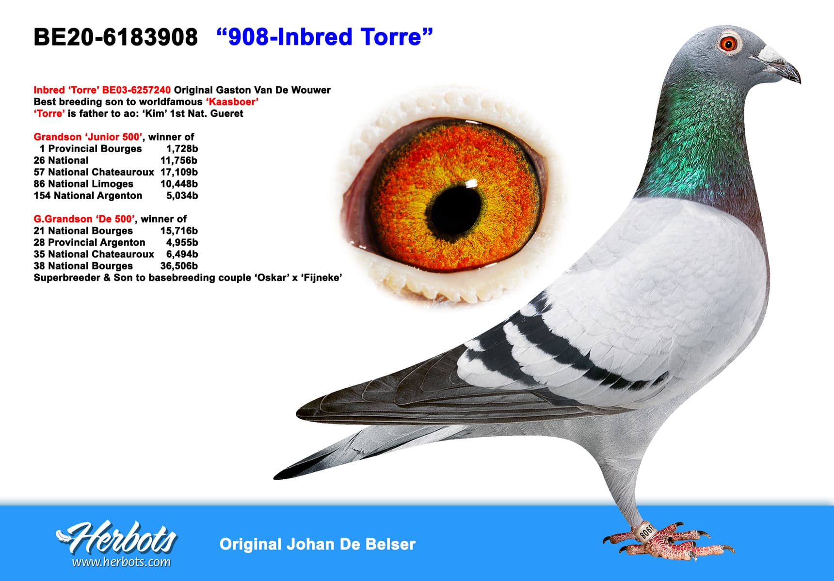 pigeon: undefined