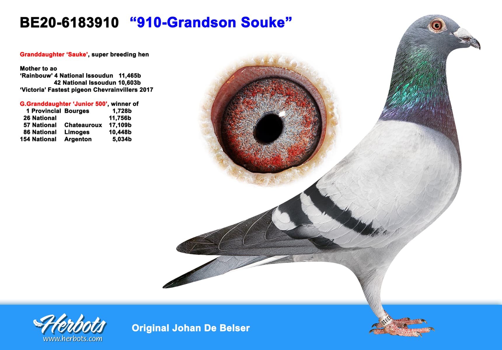 pigeon: undefined