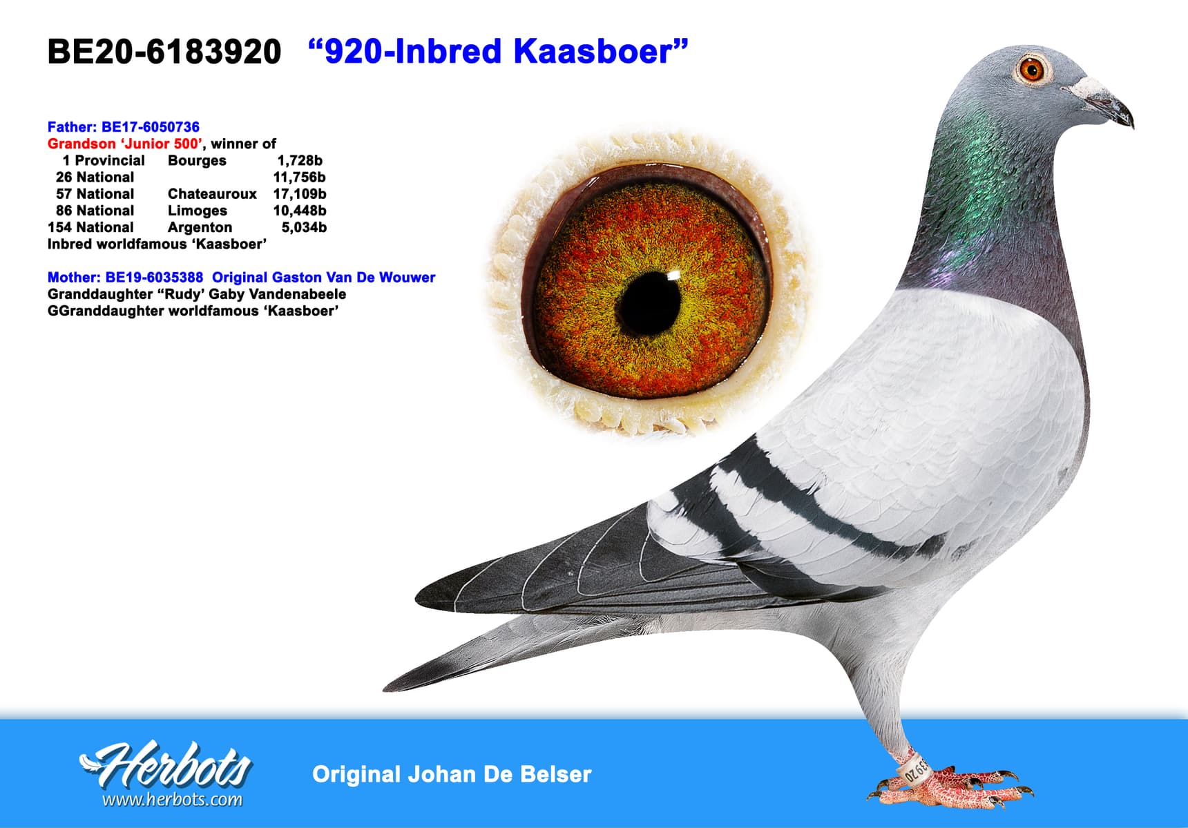 pigeon: undefined