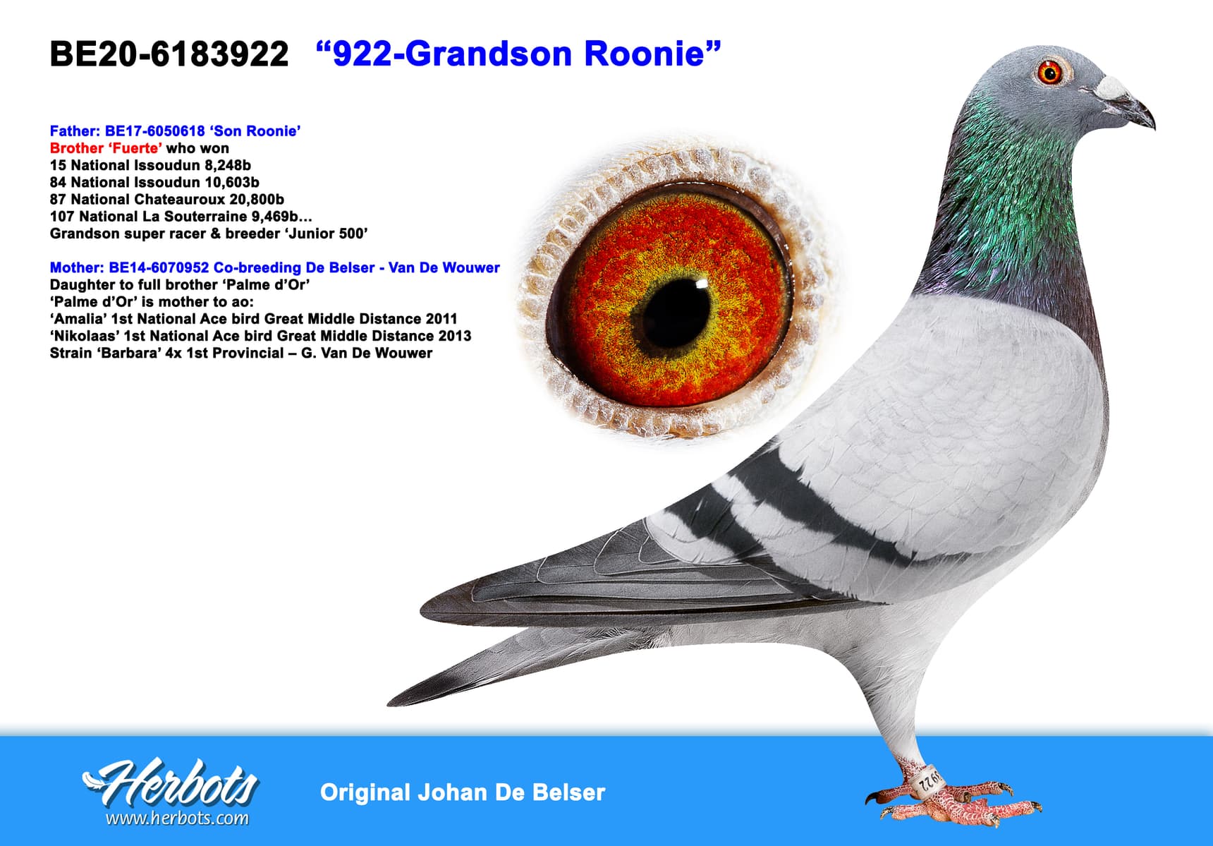 pigeon: undefined