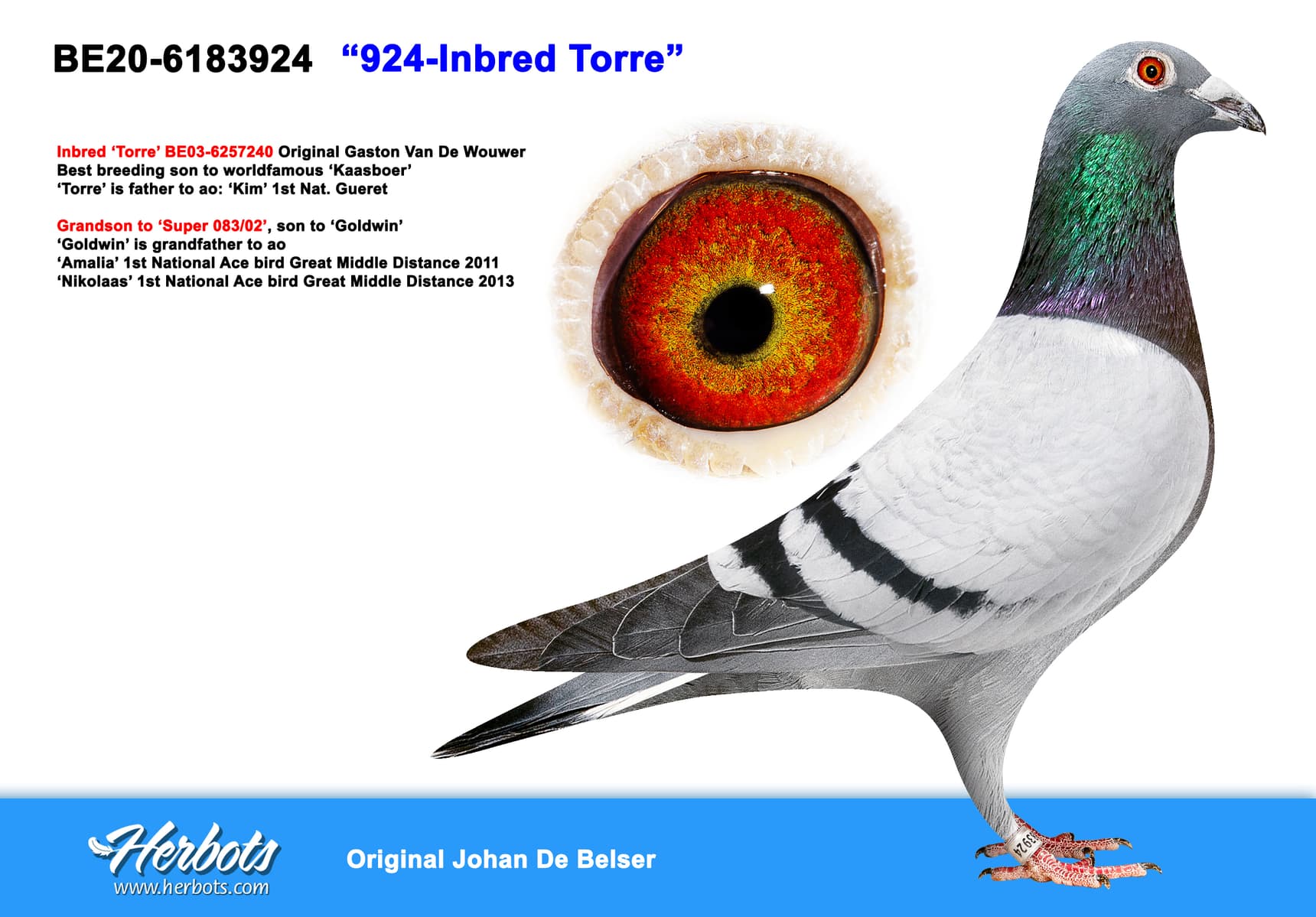 pigeon: undefined