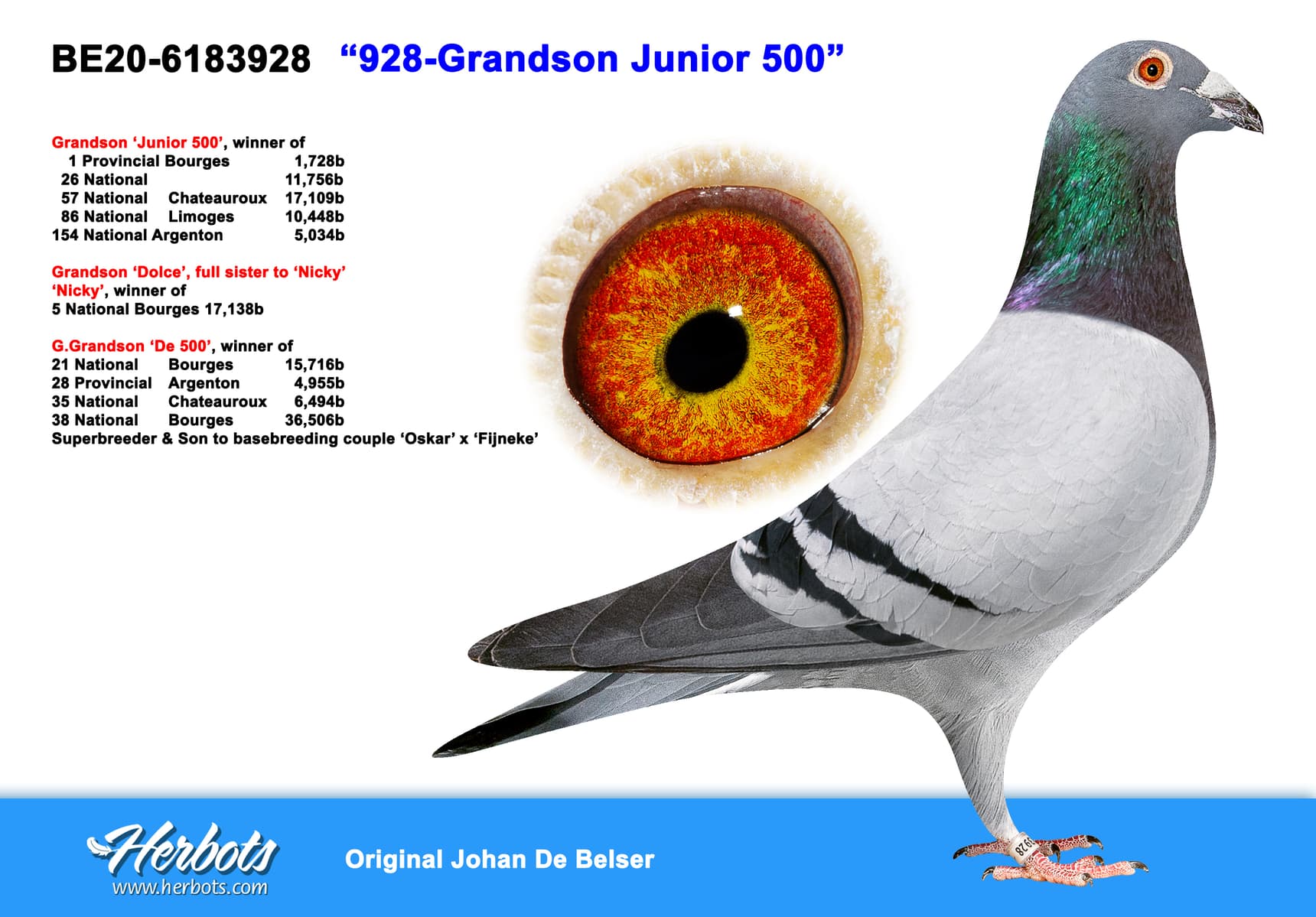 pigeon: undefined