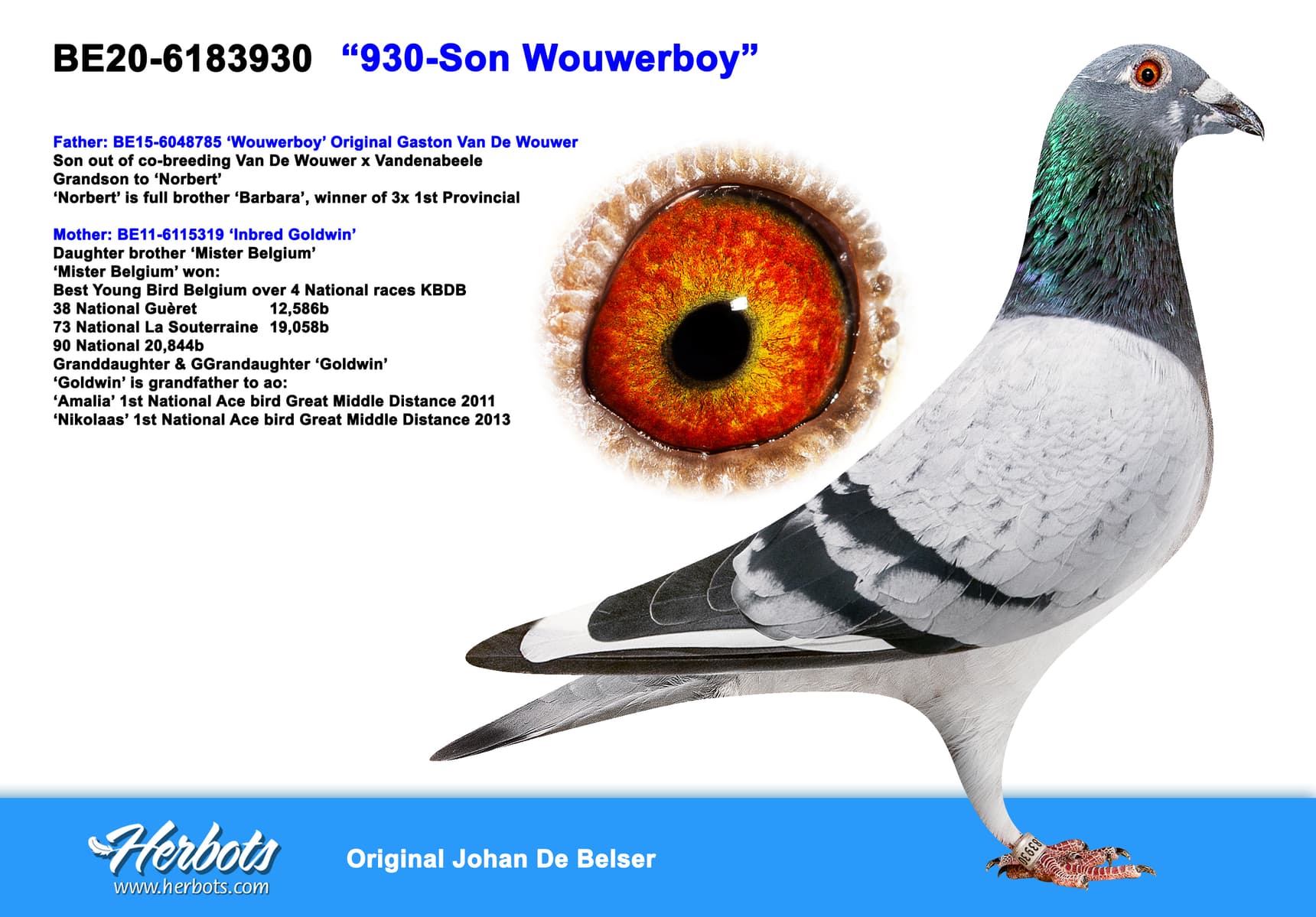 pigeon: undefined