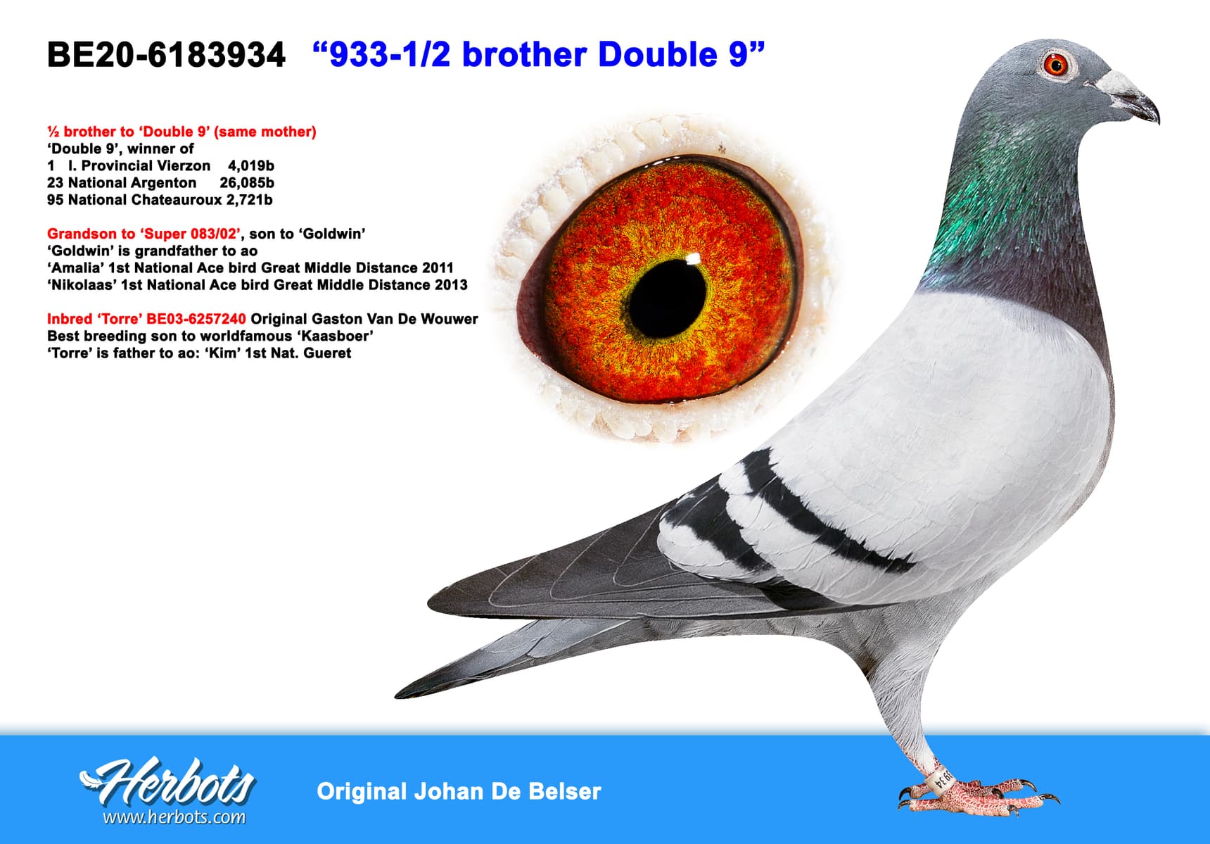 pigeon: undefined