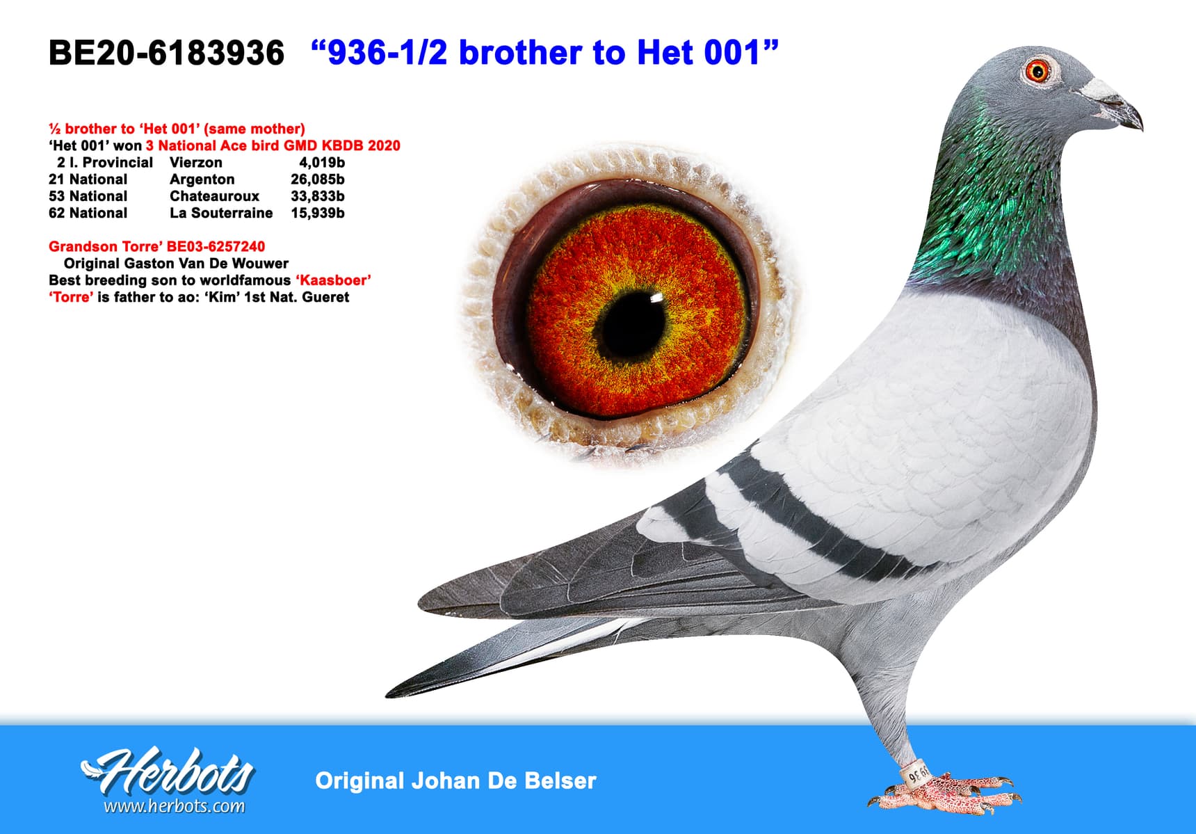 pigeon: “936-1/2 brother to Het 001”