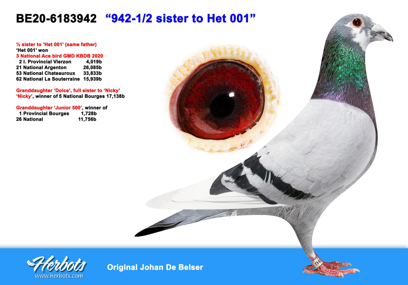 pigeon: “942-1/2 sister to Het 001”
