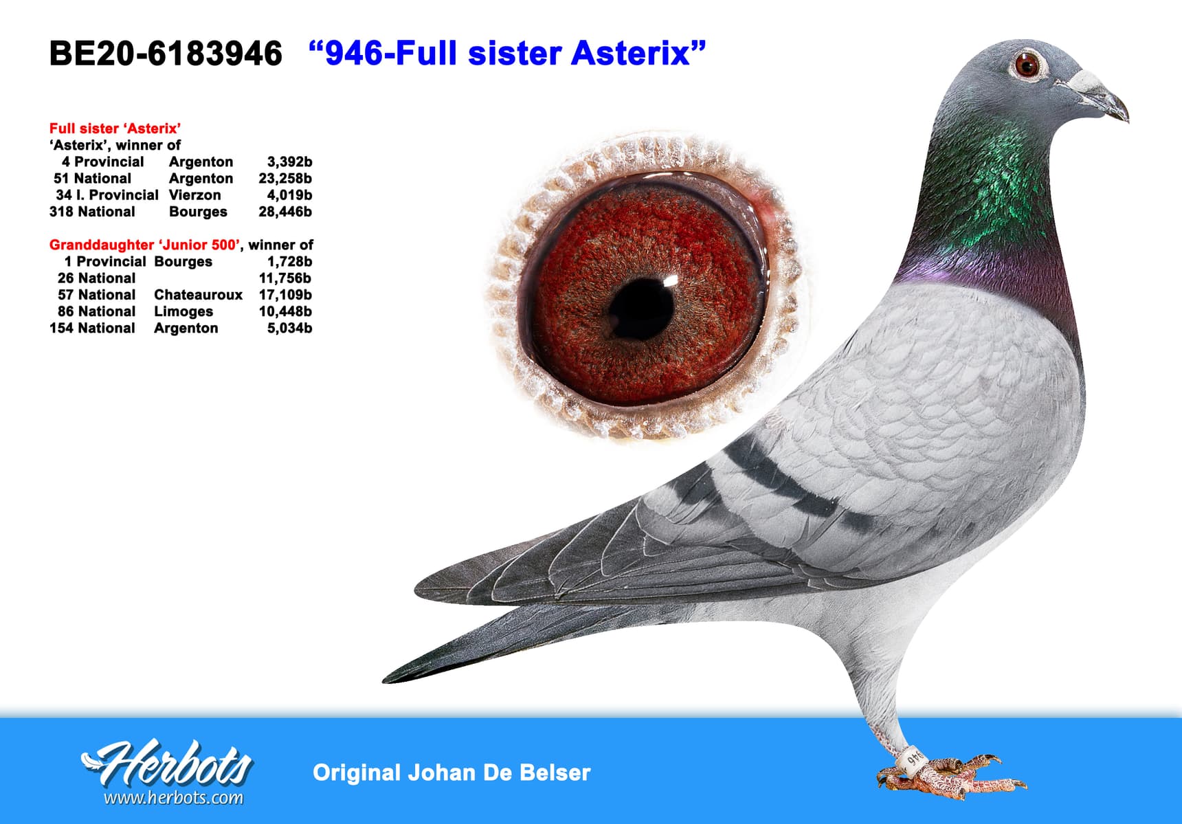 pigeon: undefined