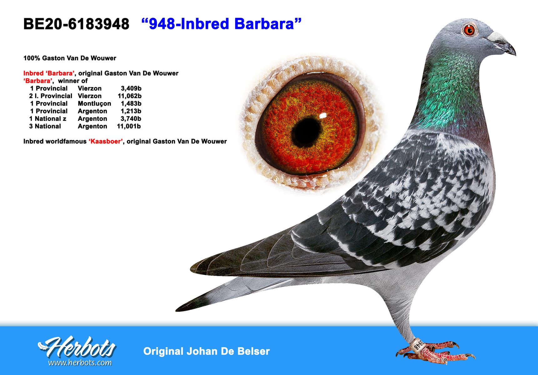 pigeon: undefined