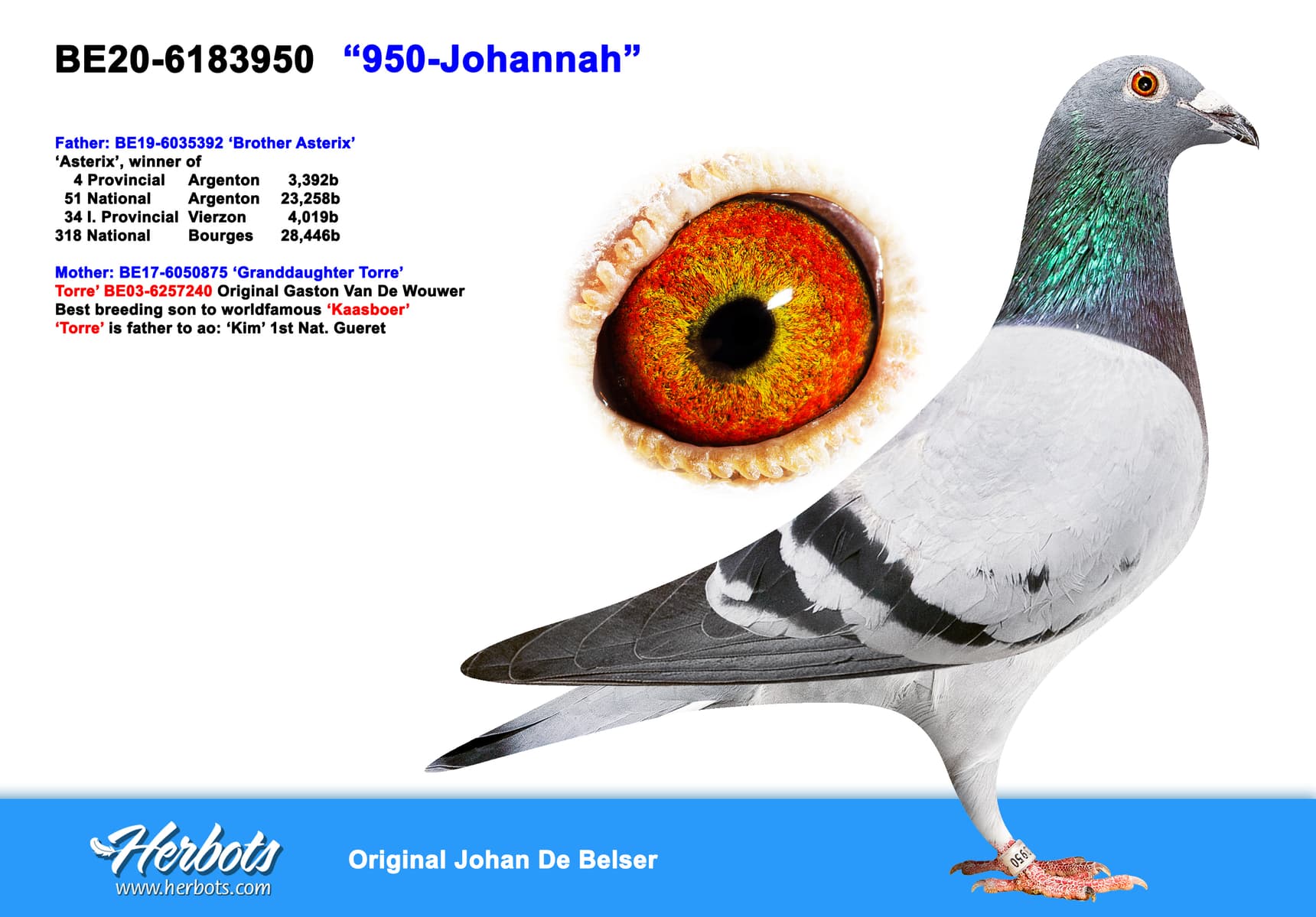 pigeon: undefined