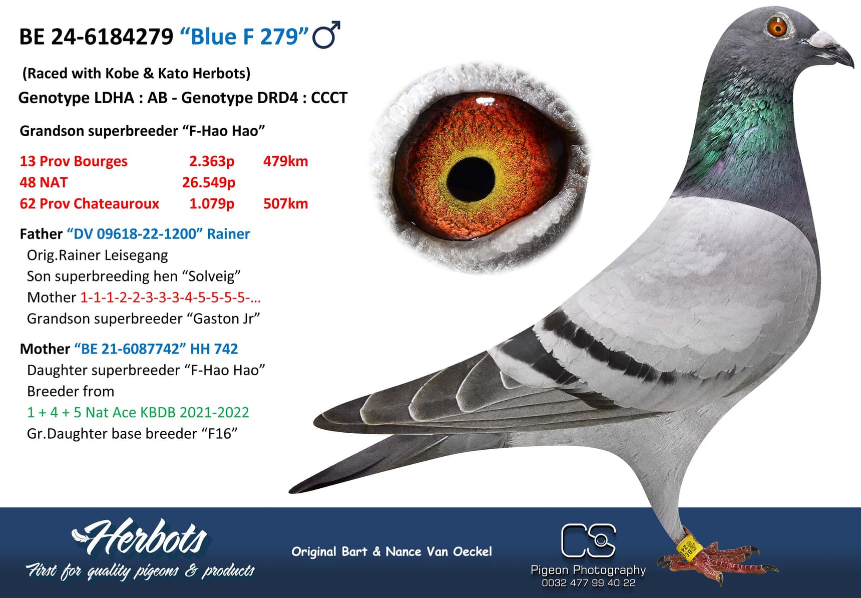 pigeon: undefined