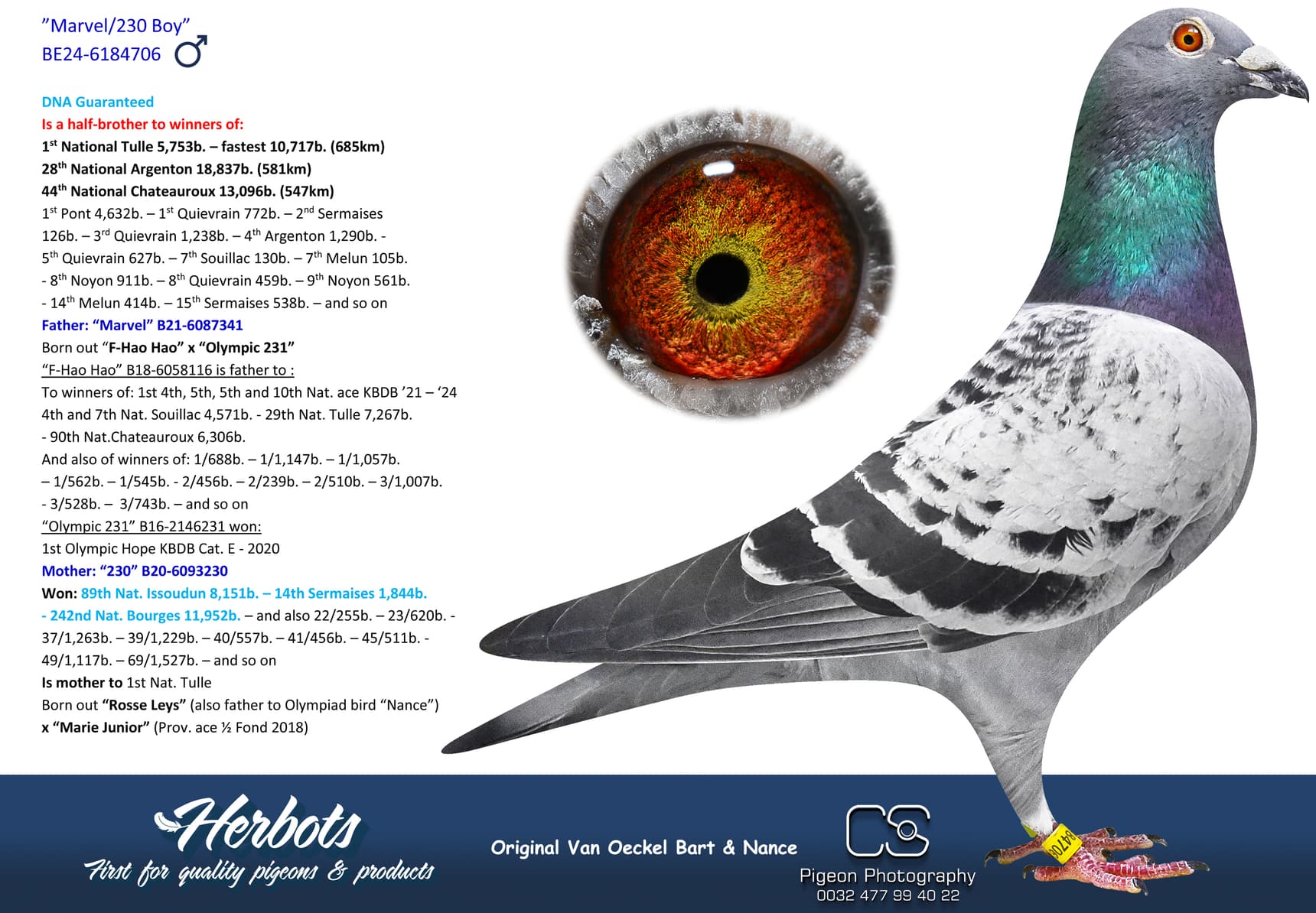pigeon: undefined