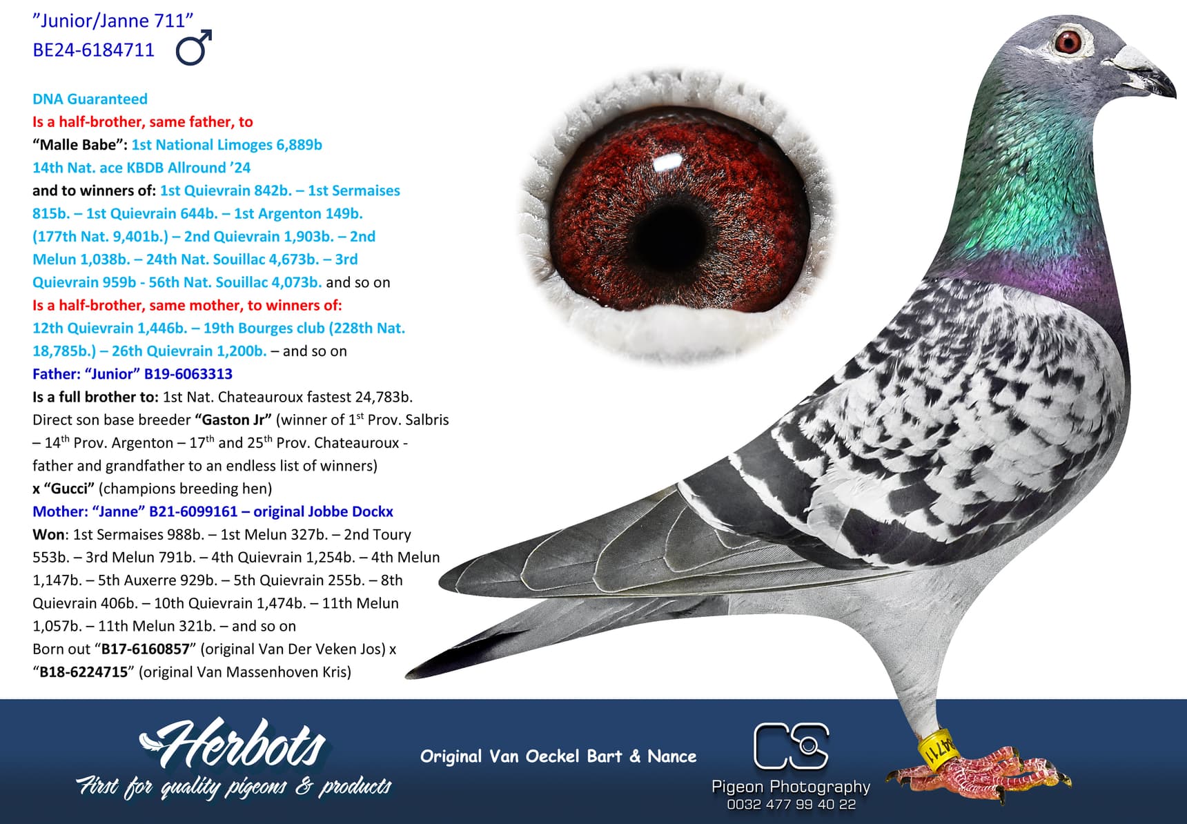 pigeon: undefined