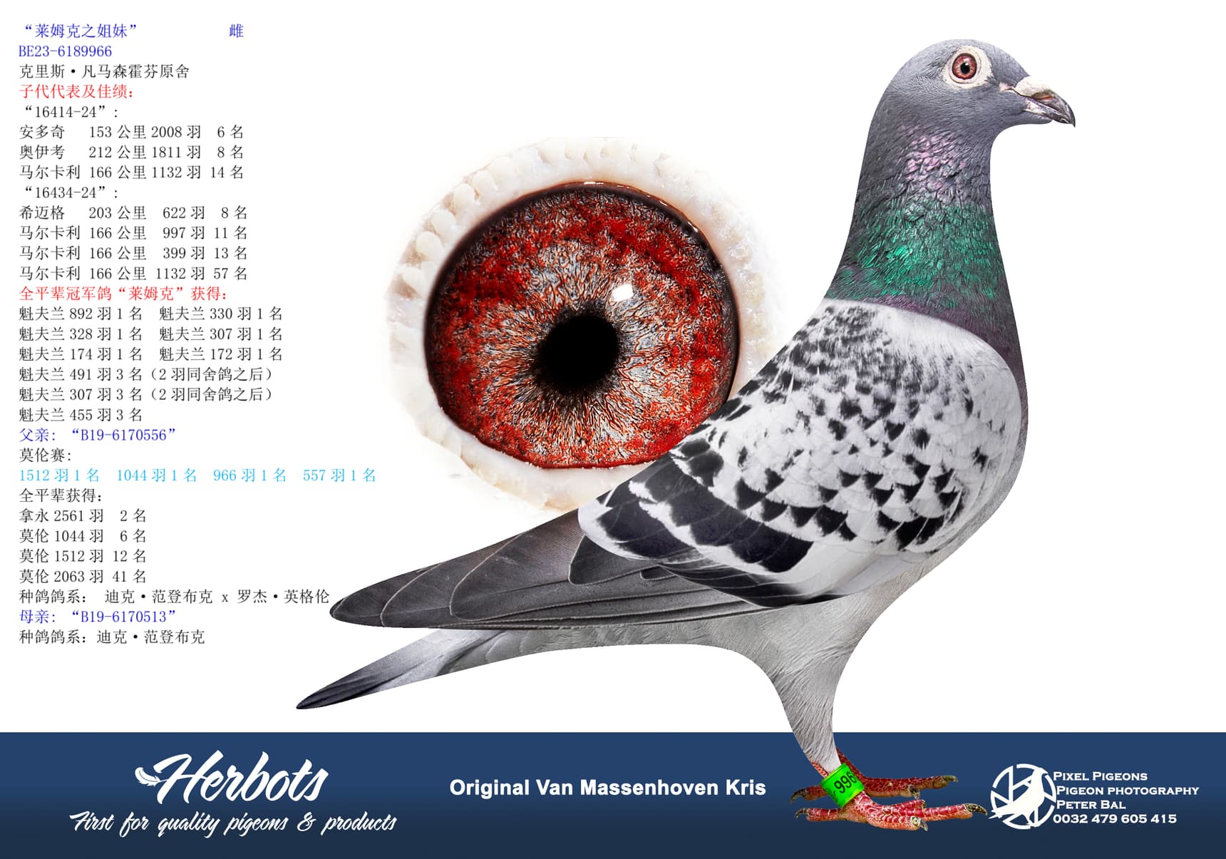 pigeon: undefined