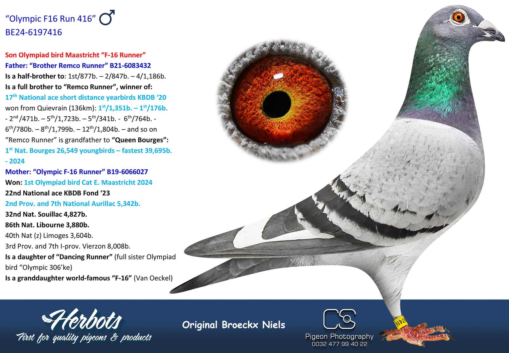 pigeon: undefined
