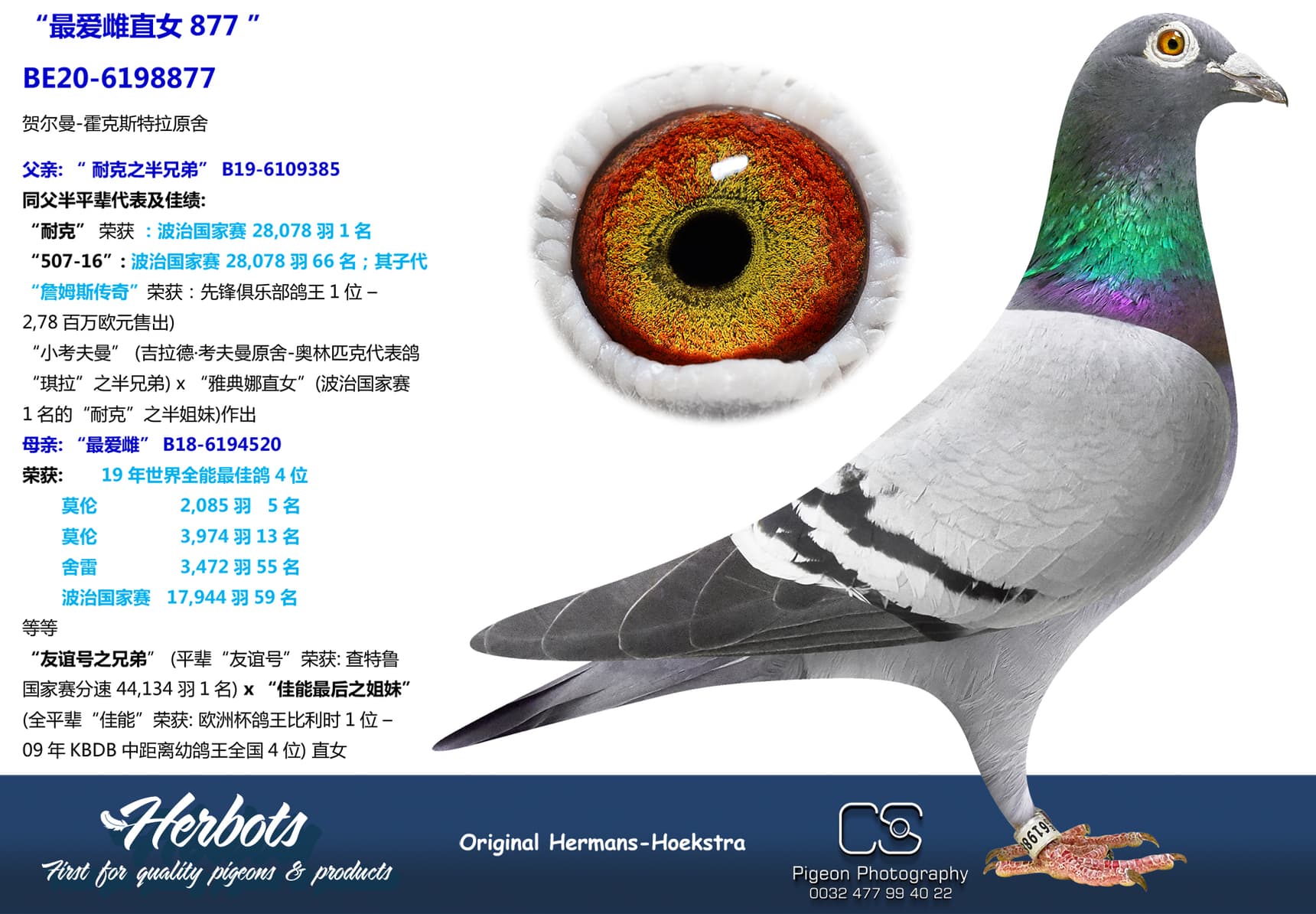 pigeon: undefined