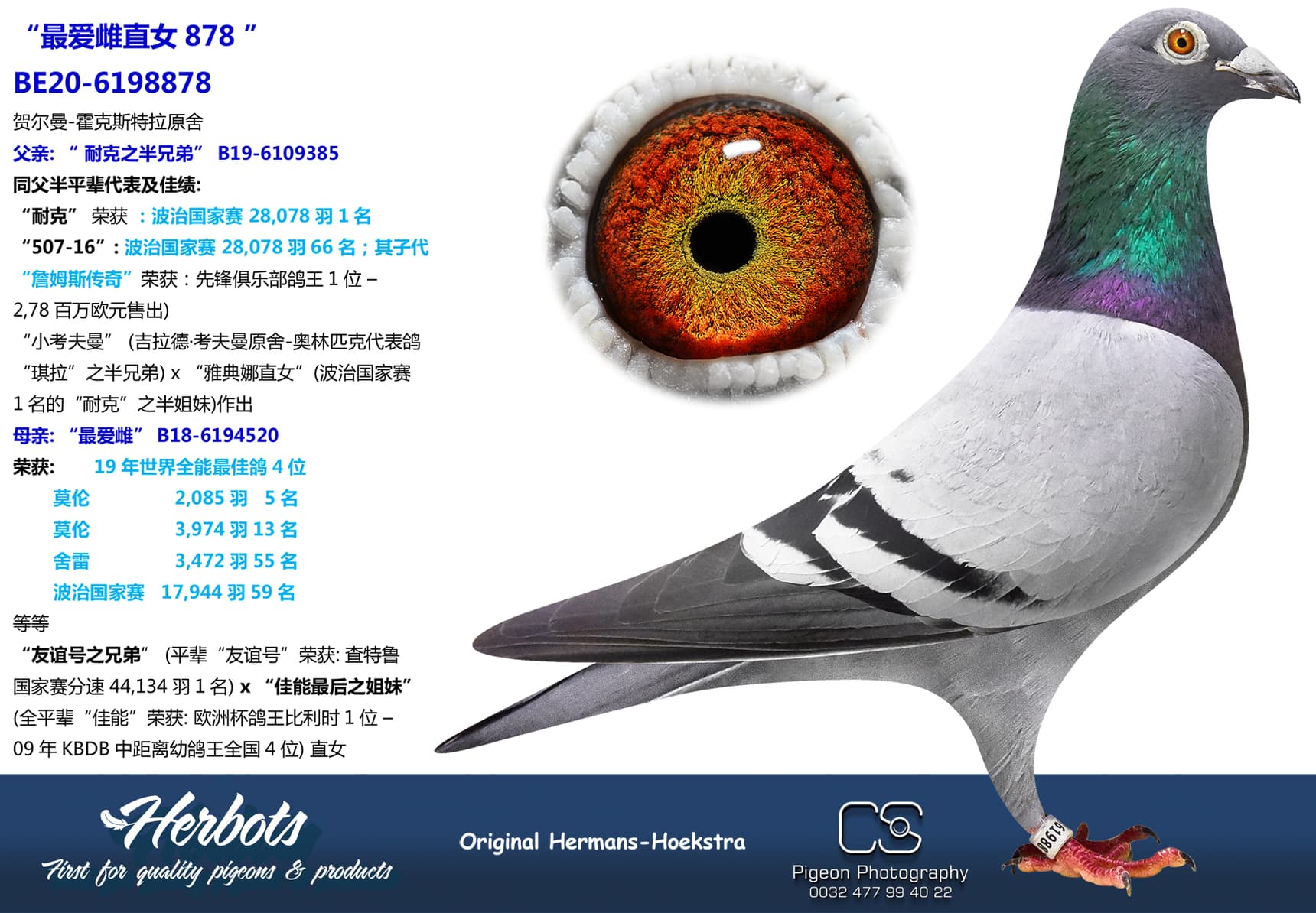 pigeon: undefined