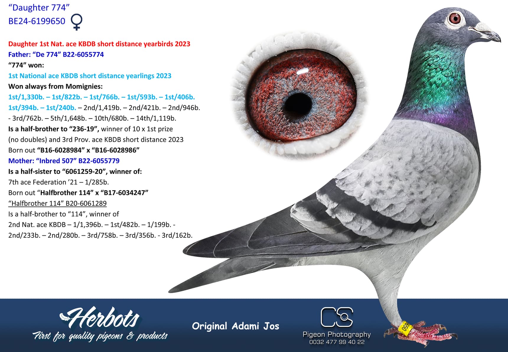 pigeon: undefined