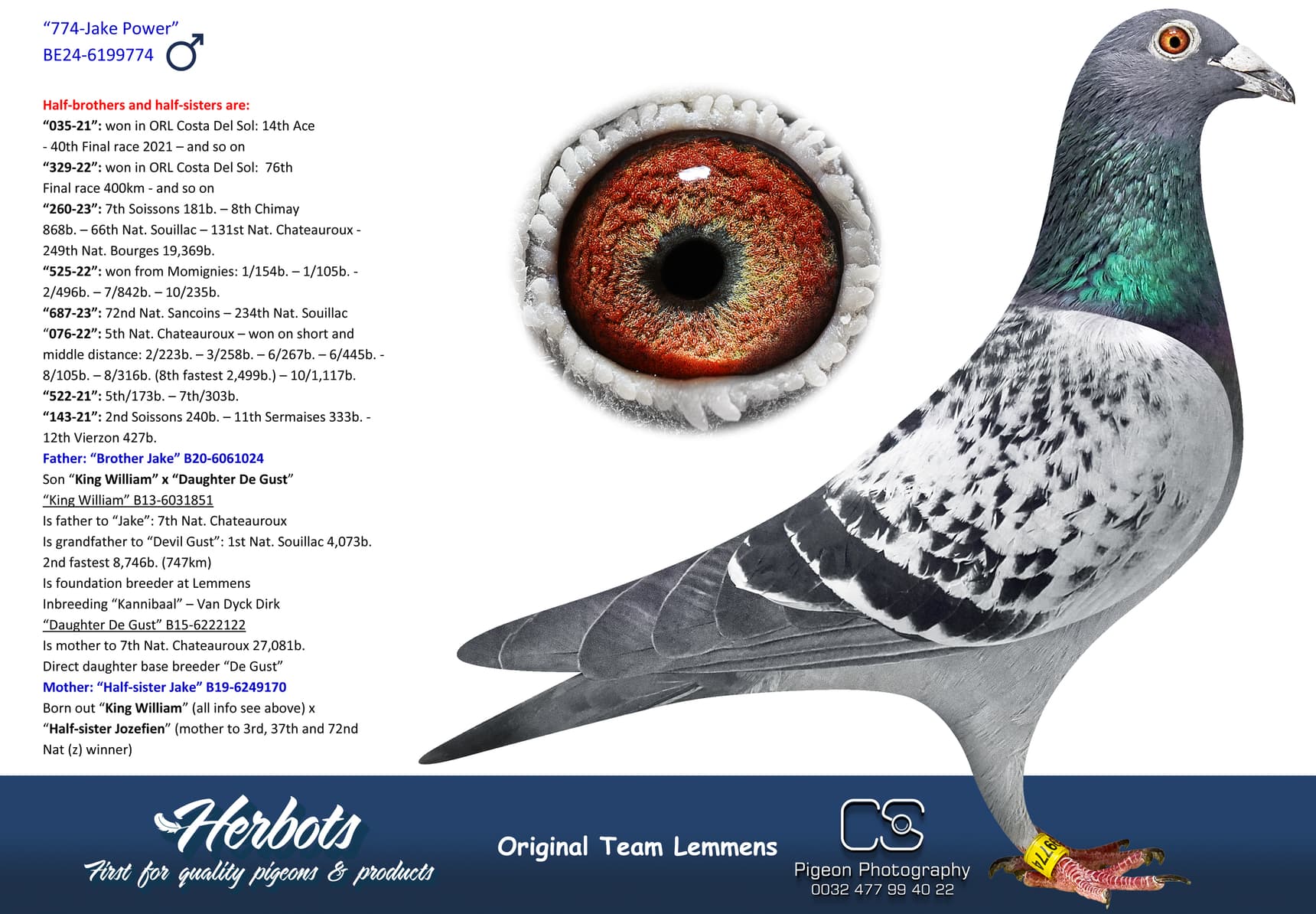 pigeon: undefined