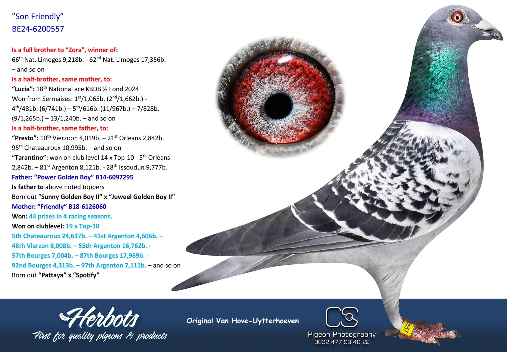 pigeon: undefined